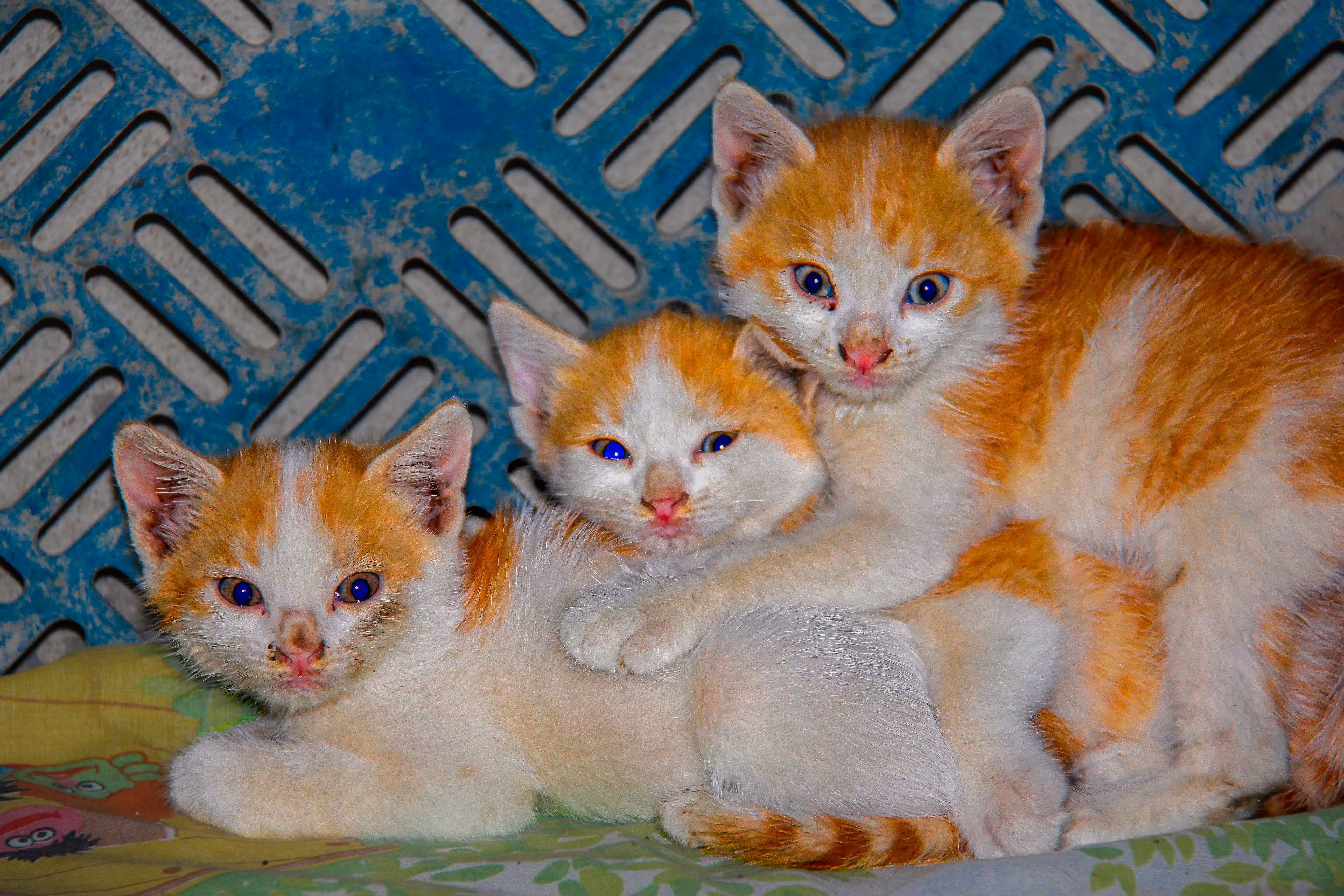 Three Kittens