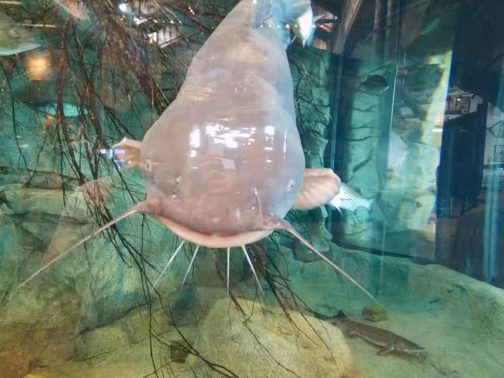 Siluriformes 02