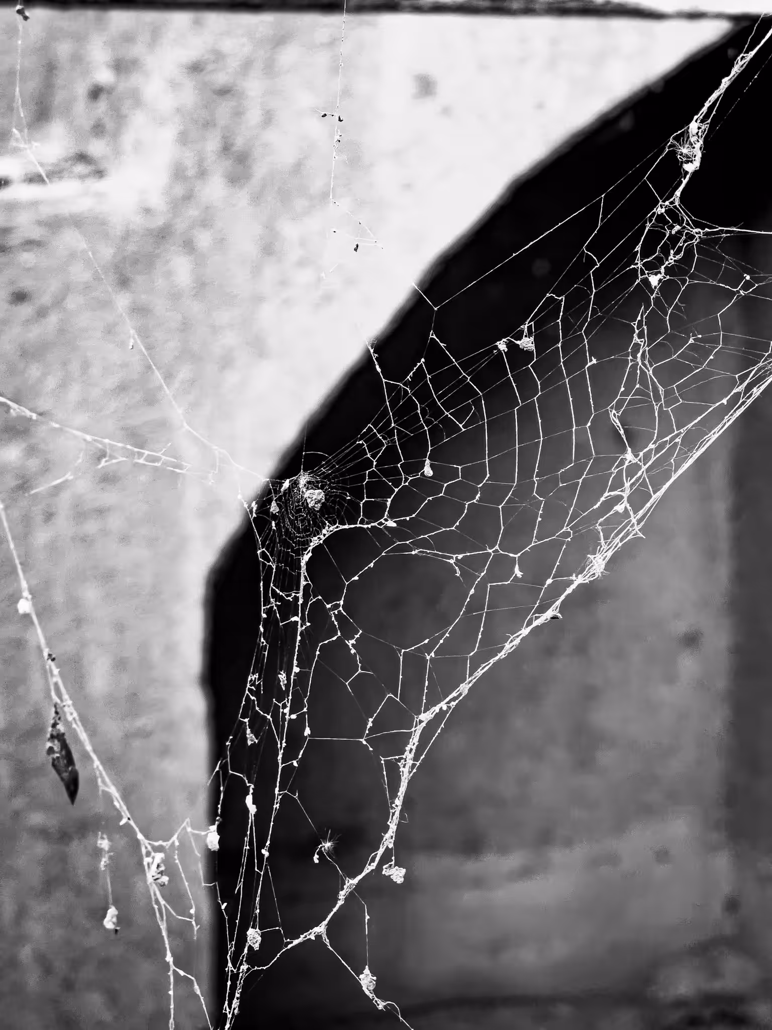Spider's web