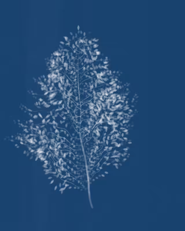 Cyanotypes #273