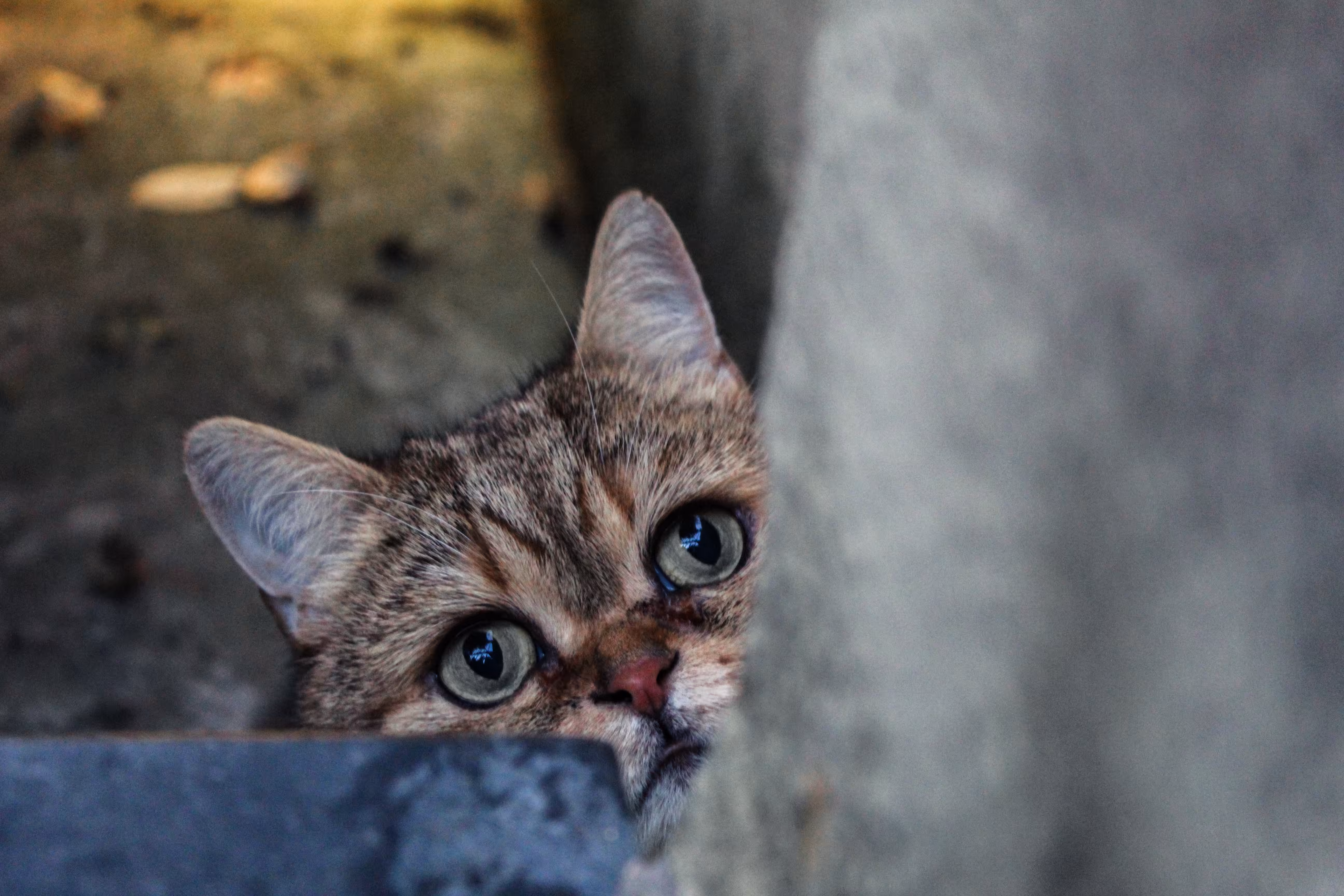 Peek-A-Boo