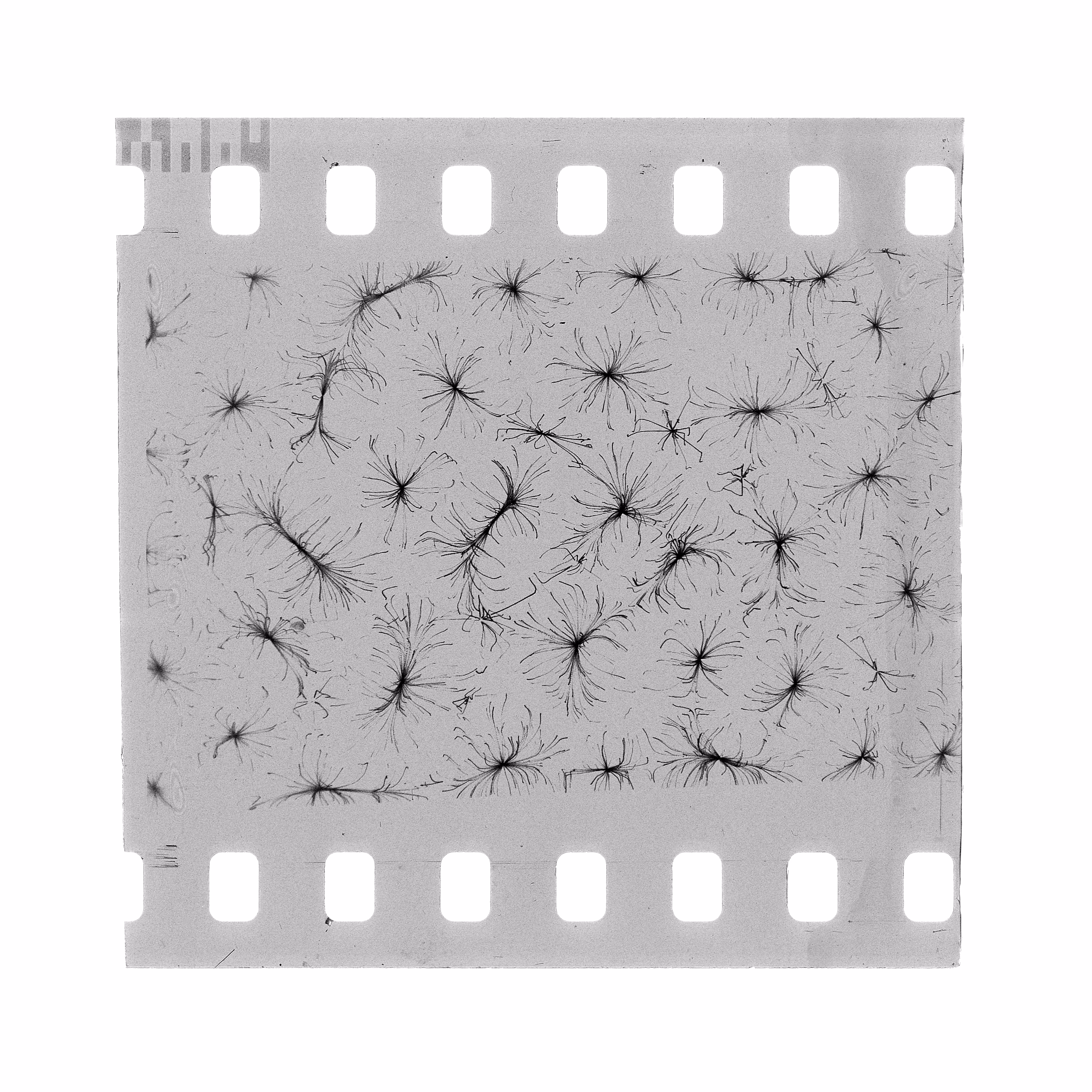 Algæ Film