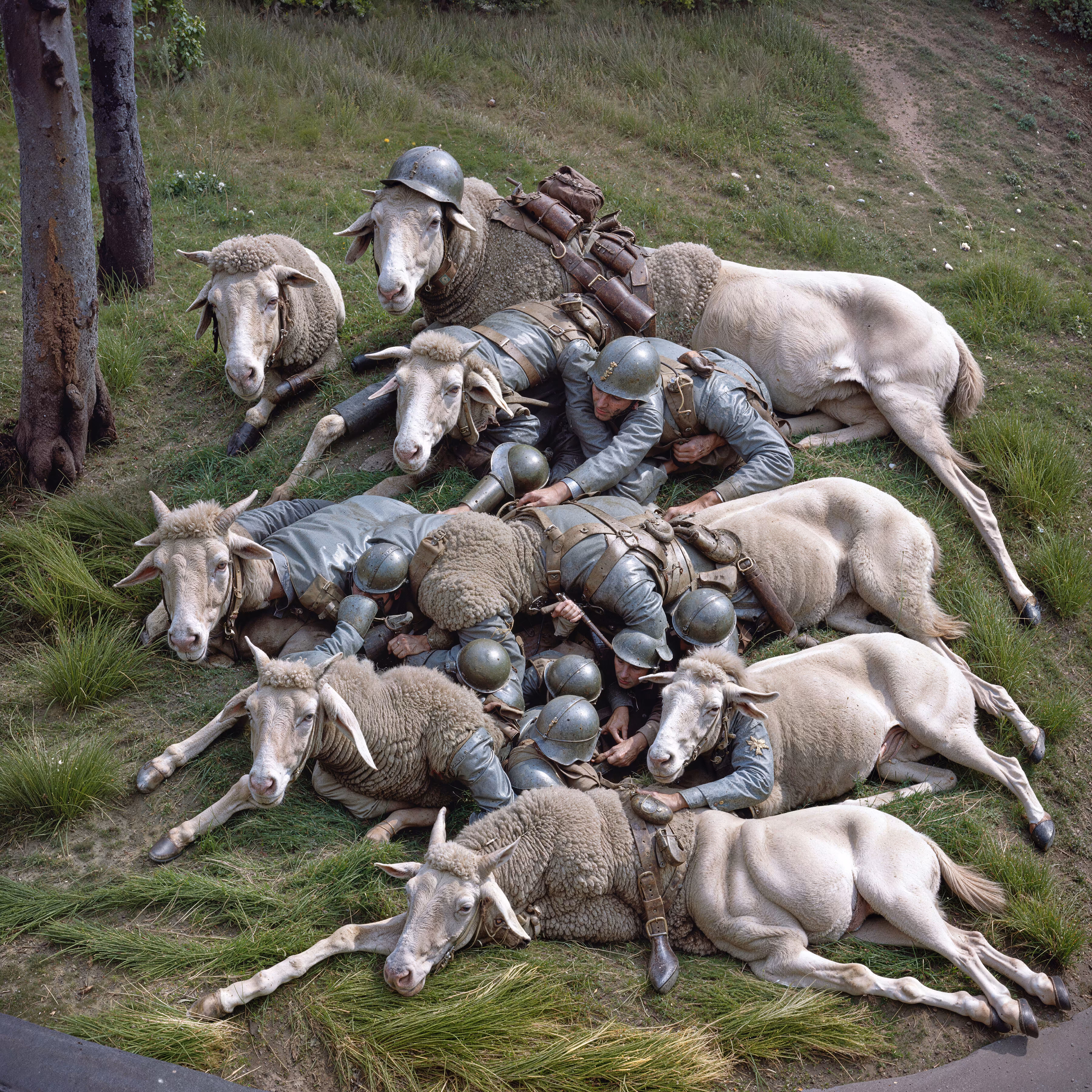 Don’t Be Such a Sheep