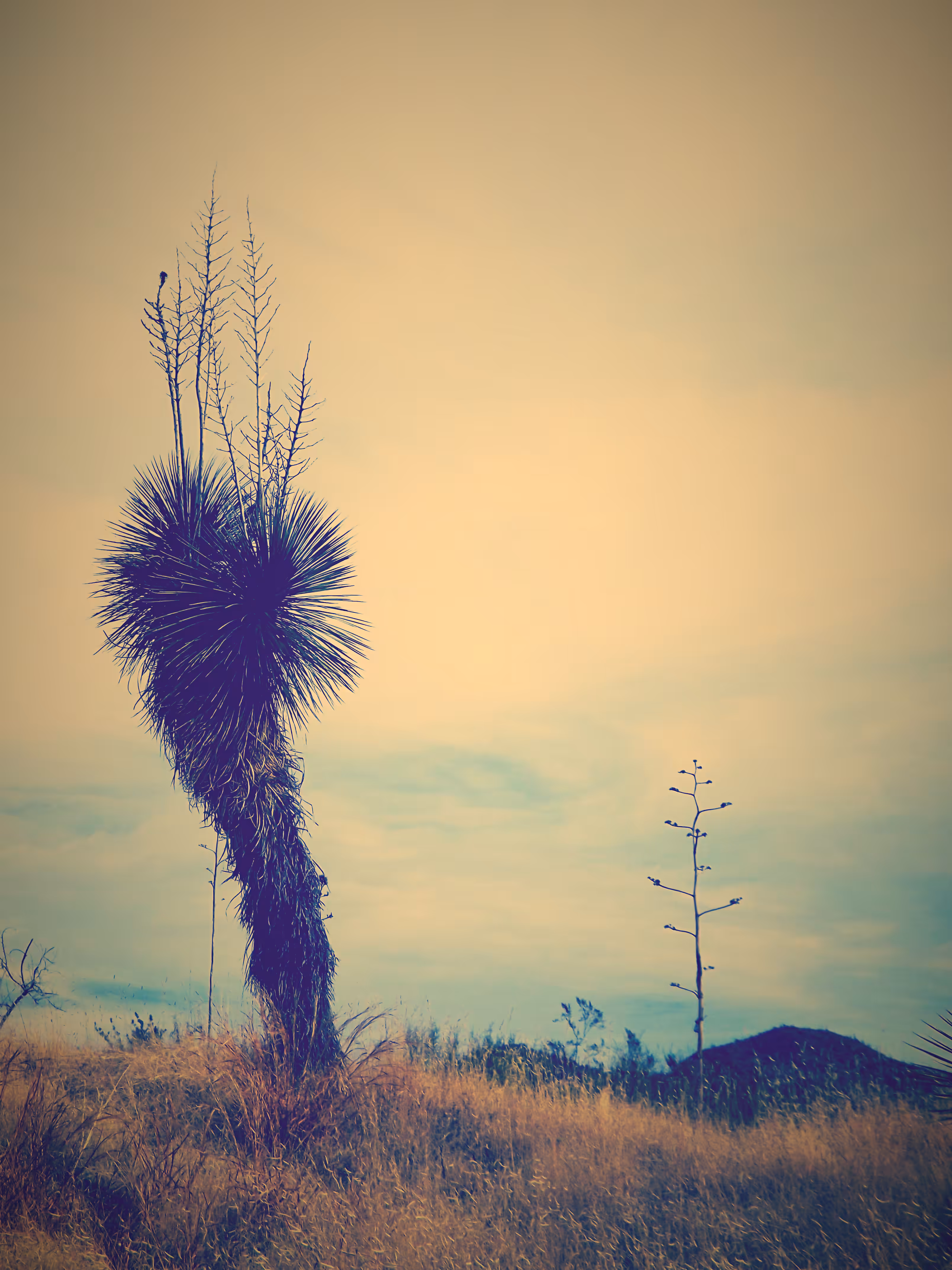 Suess Tree