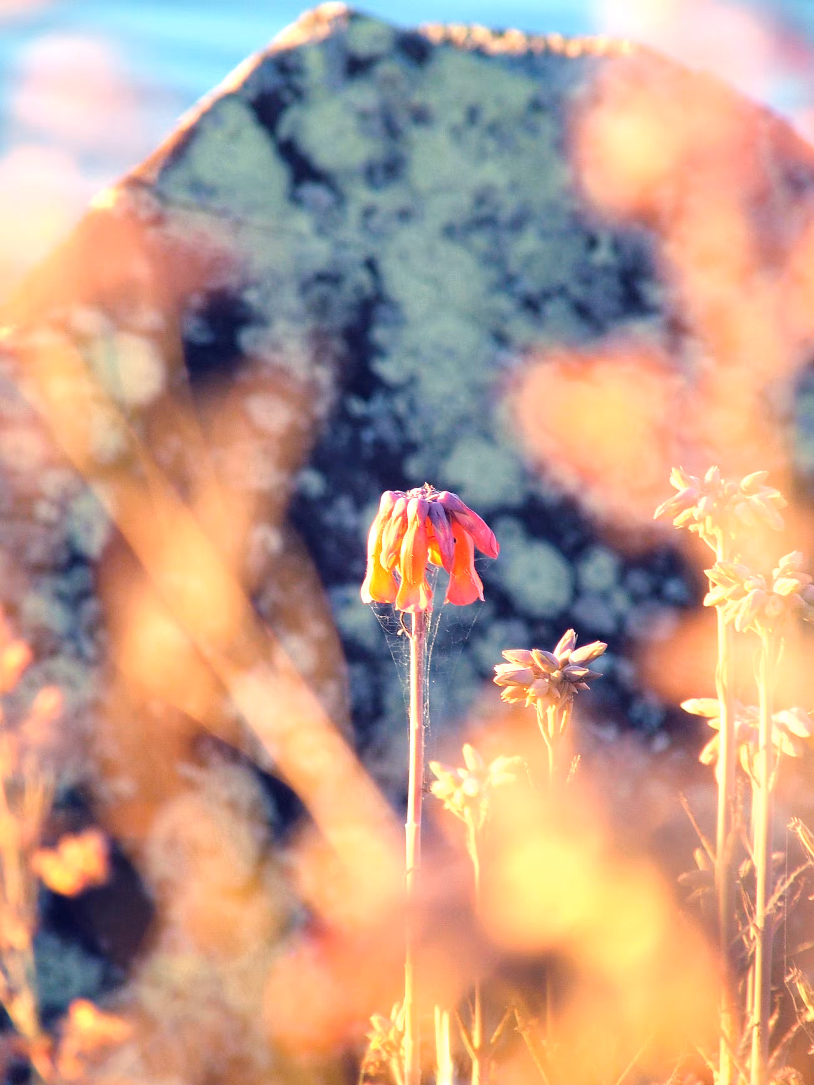Yamba Harbour Bloom -  Happy Birthday Siya :)