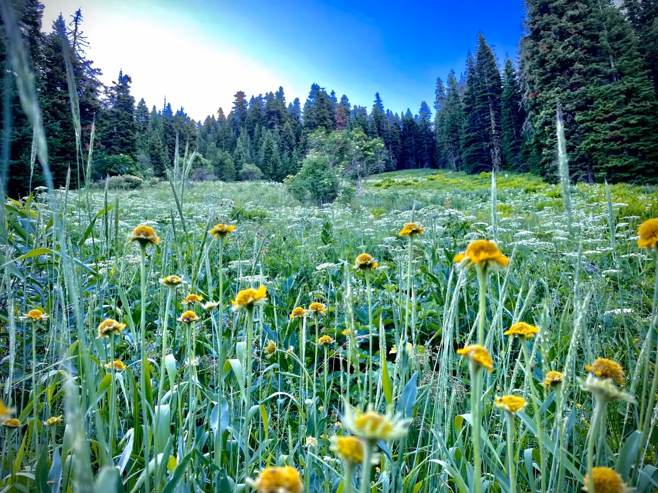 Oregon Mountain Meadow