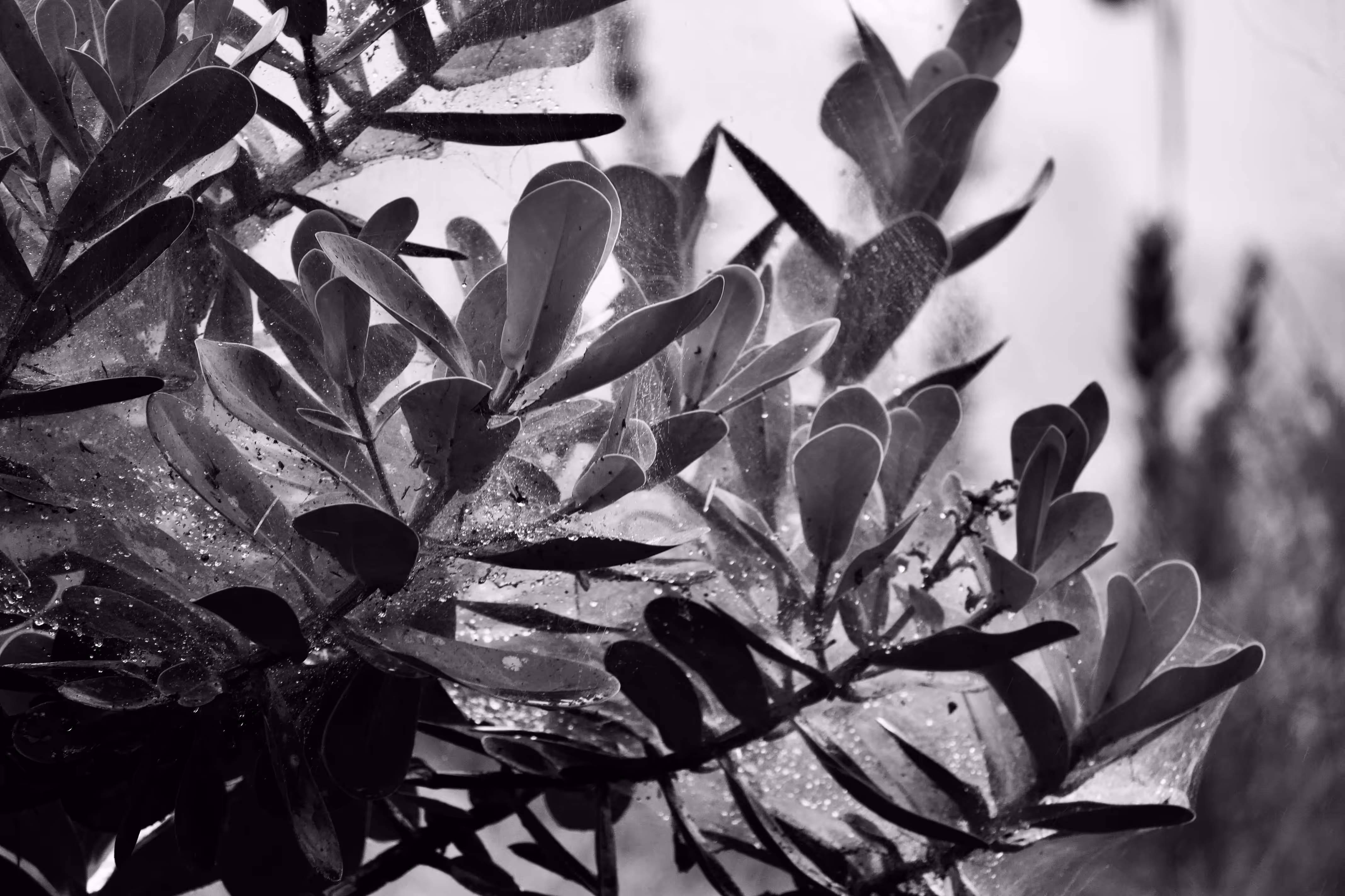 A study in silk and light