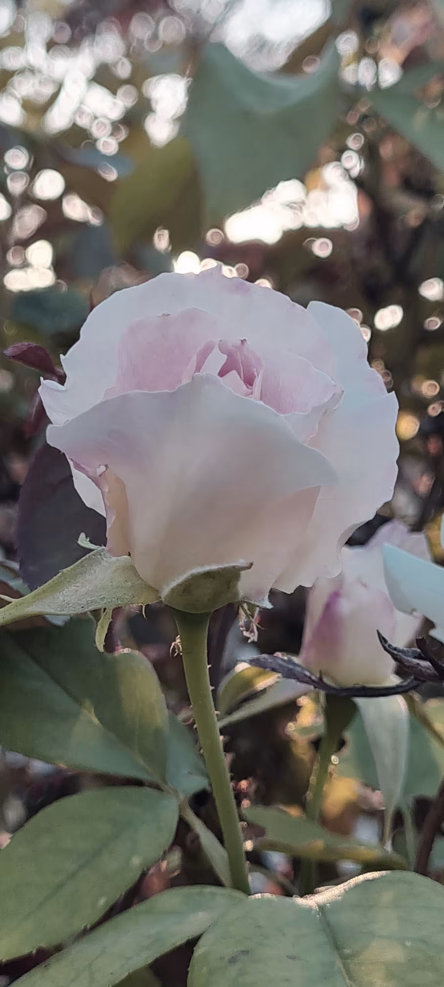 Beautiful rose