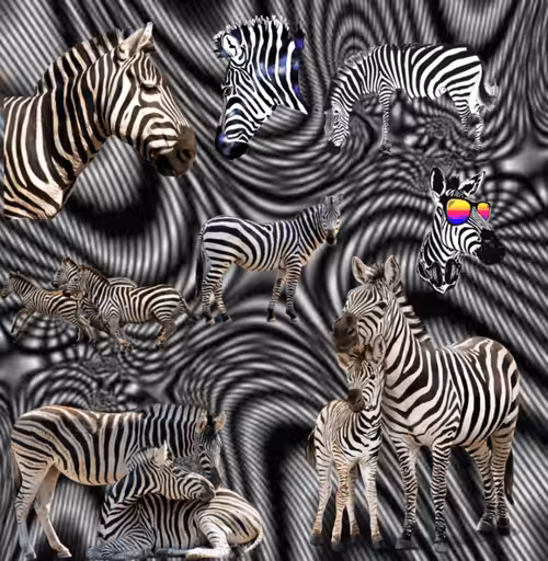 Zebra Cool