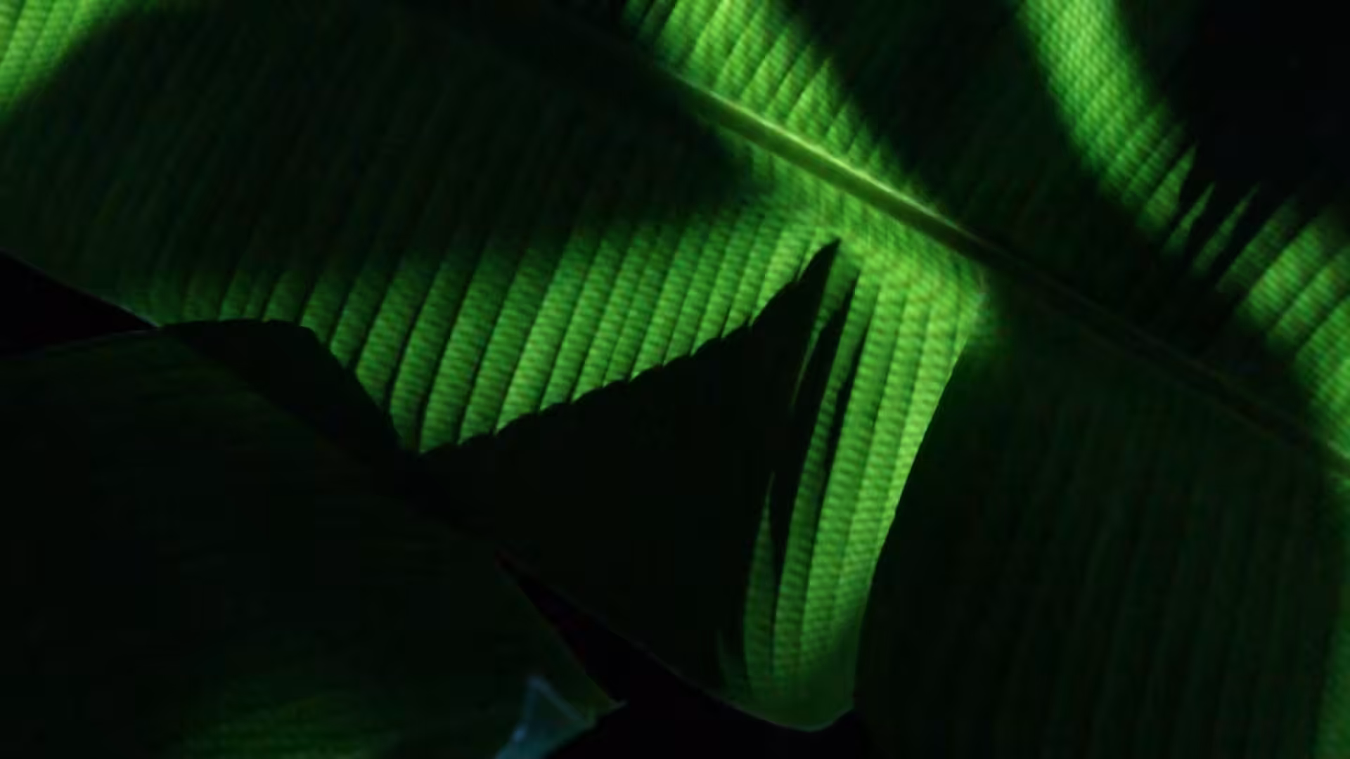 Caminhos (Paths) - Still #2