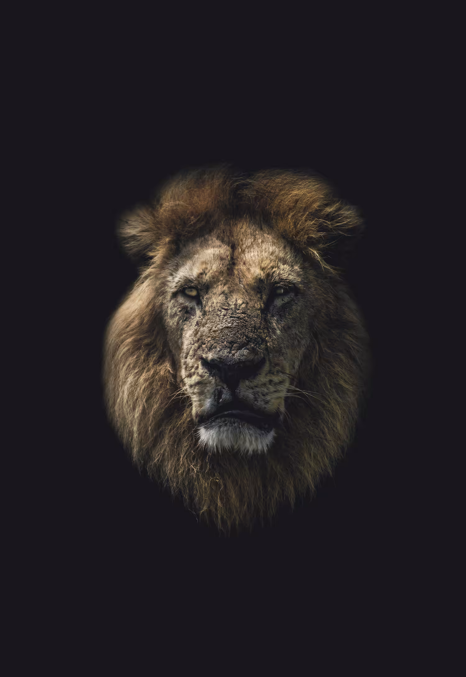 Lion Portrait