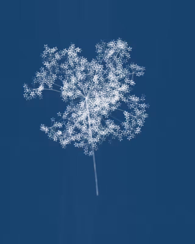 Cyanotypes #269
