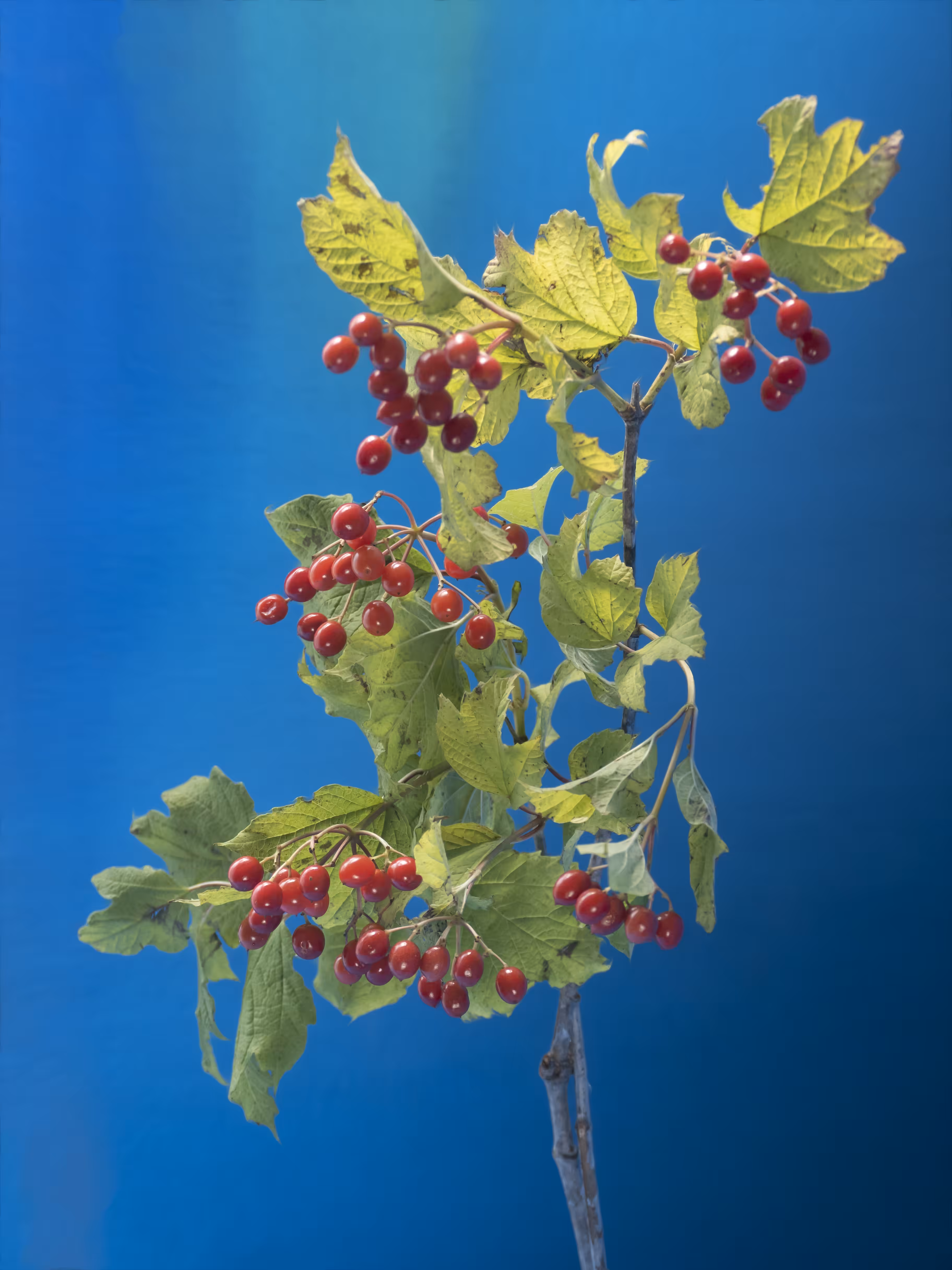 Berries