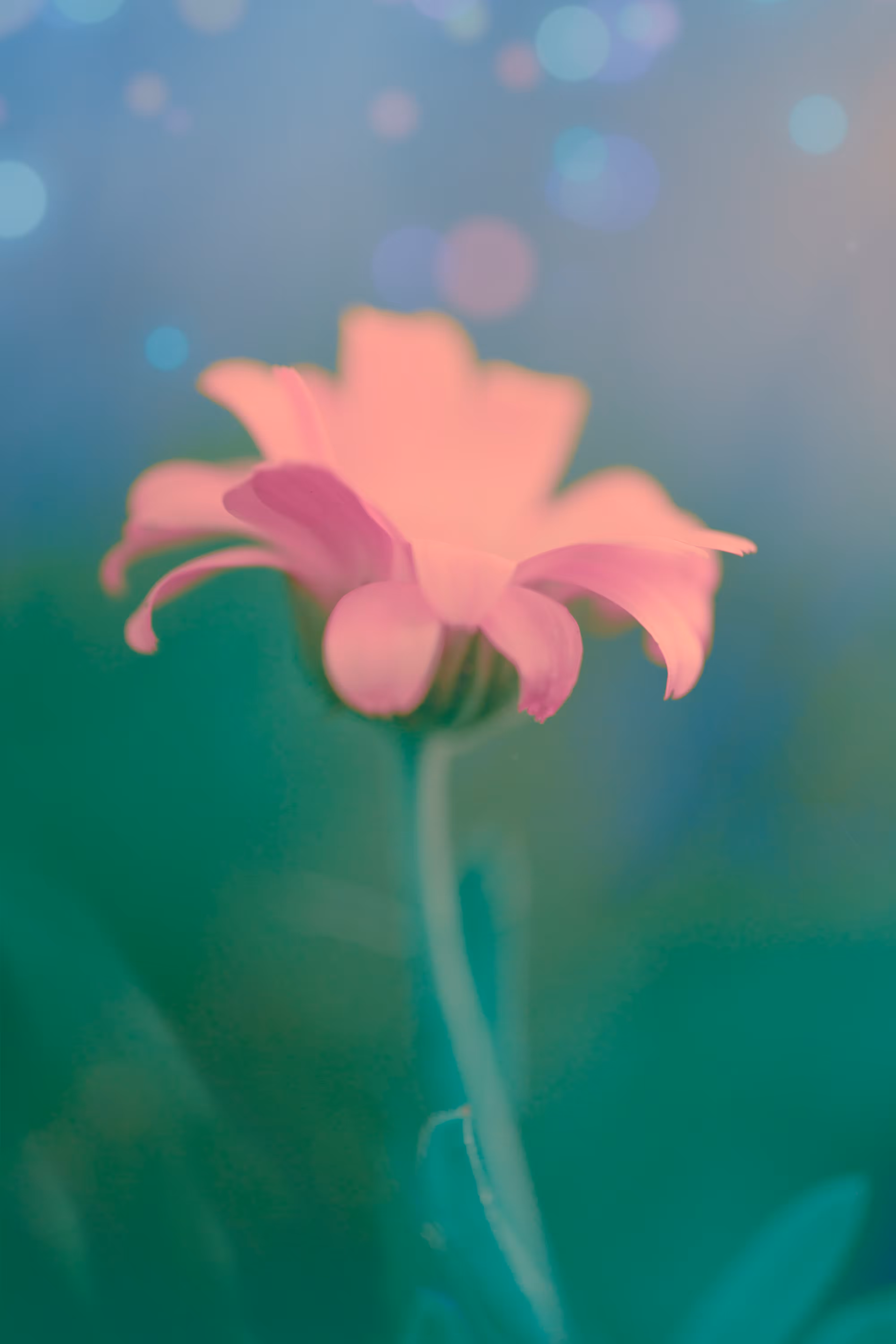 The Virtue of Tenderness
