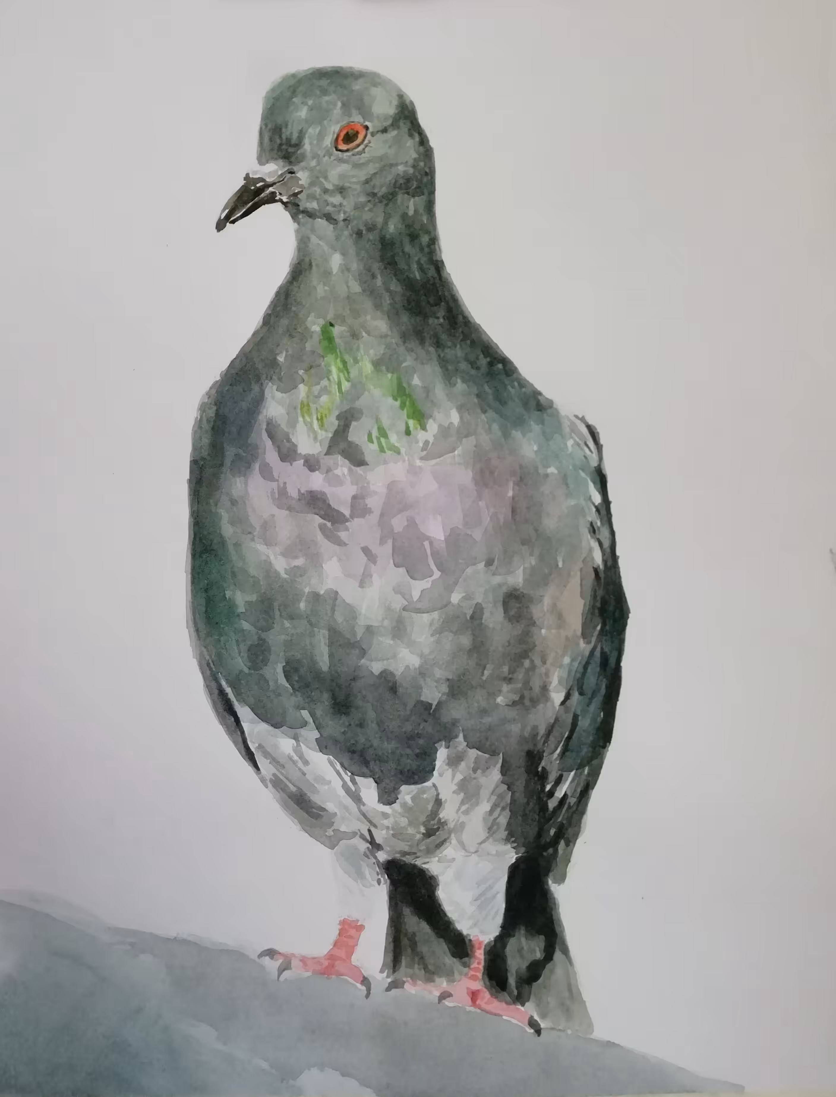 Pigeon 