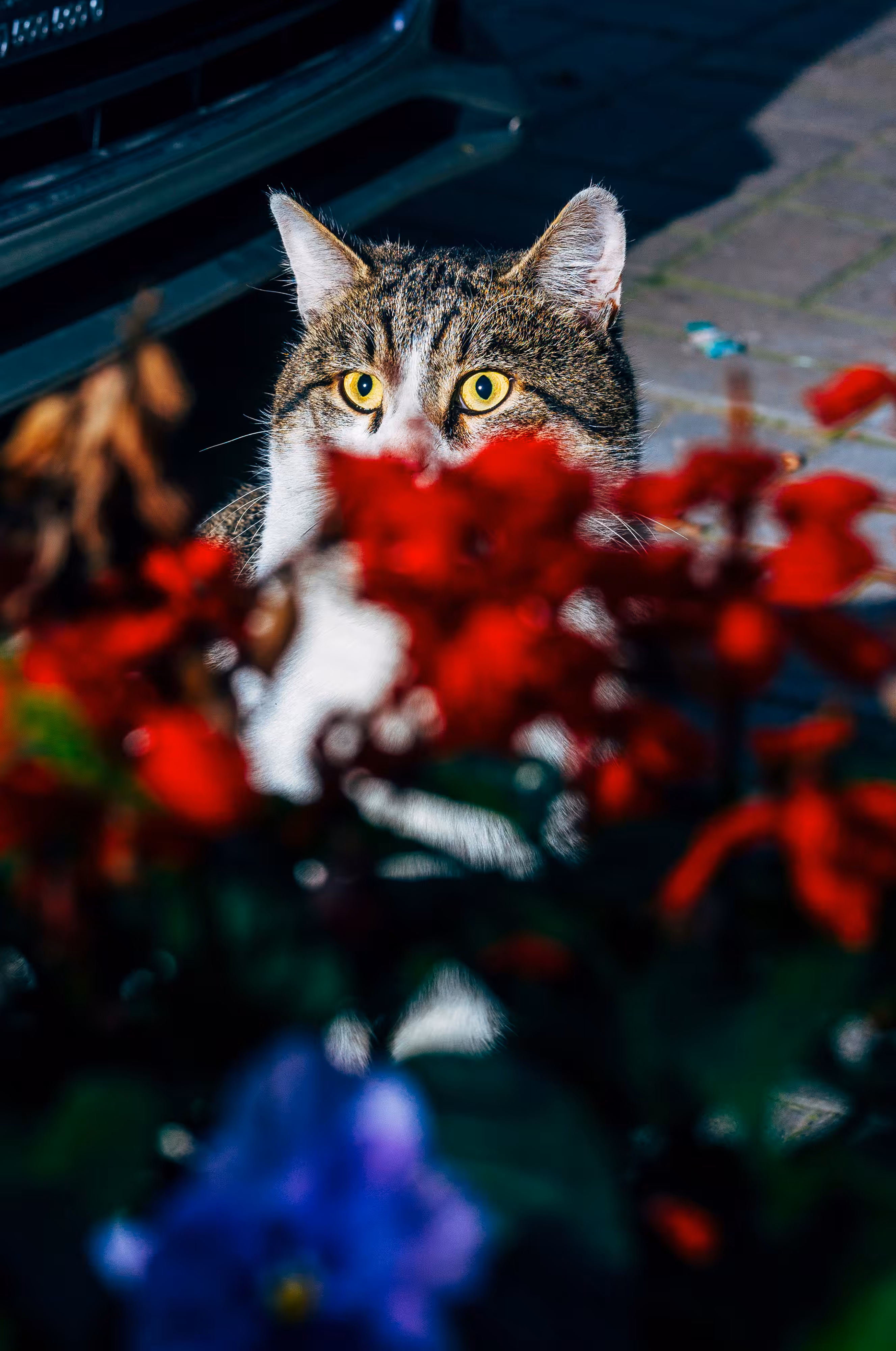Backyard Diaries – Vol.1 #11