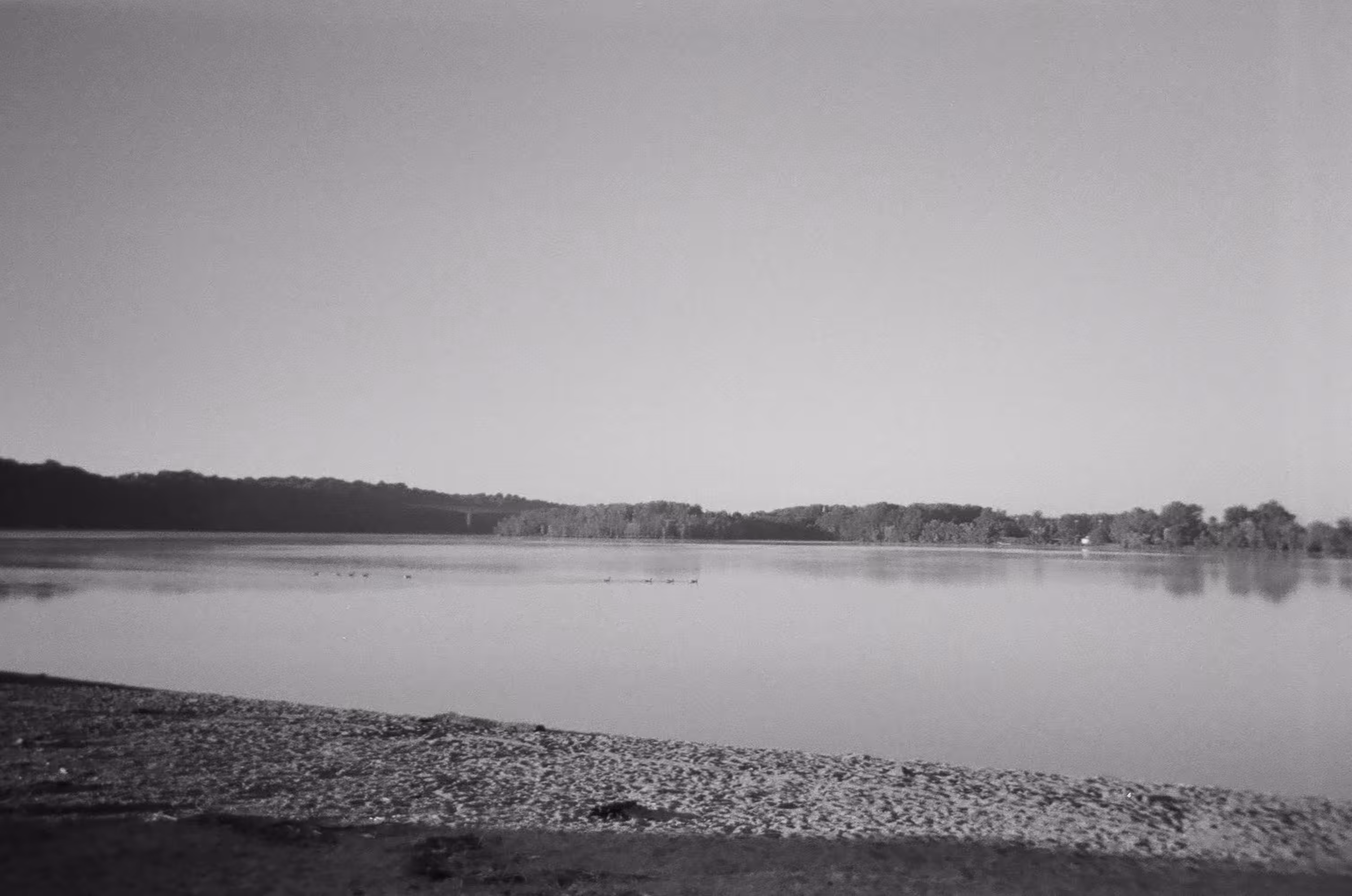 Geese on the Lake