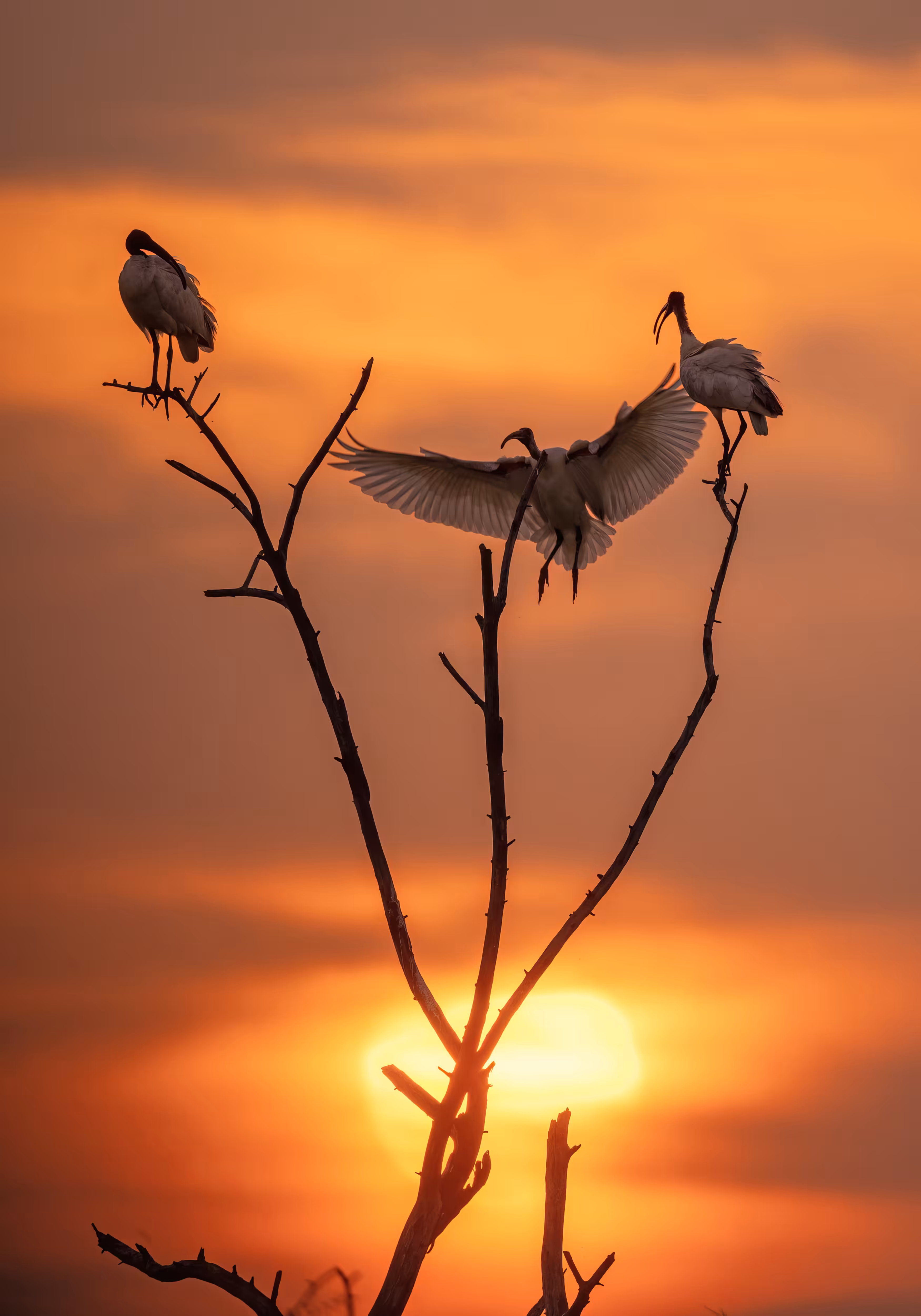 Bharatpur Sunset 