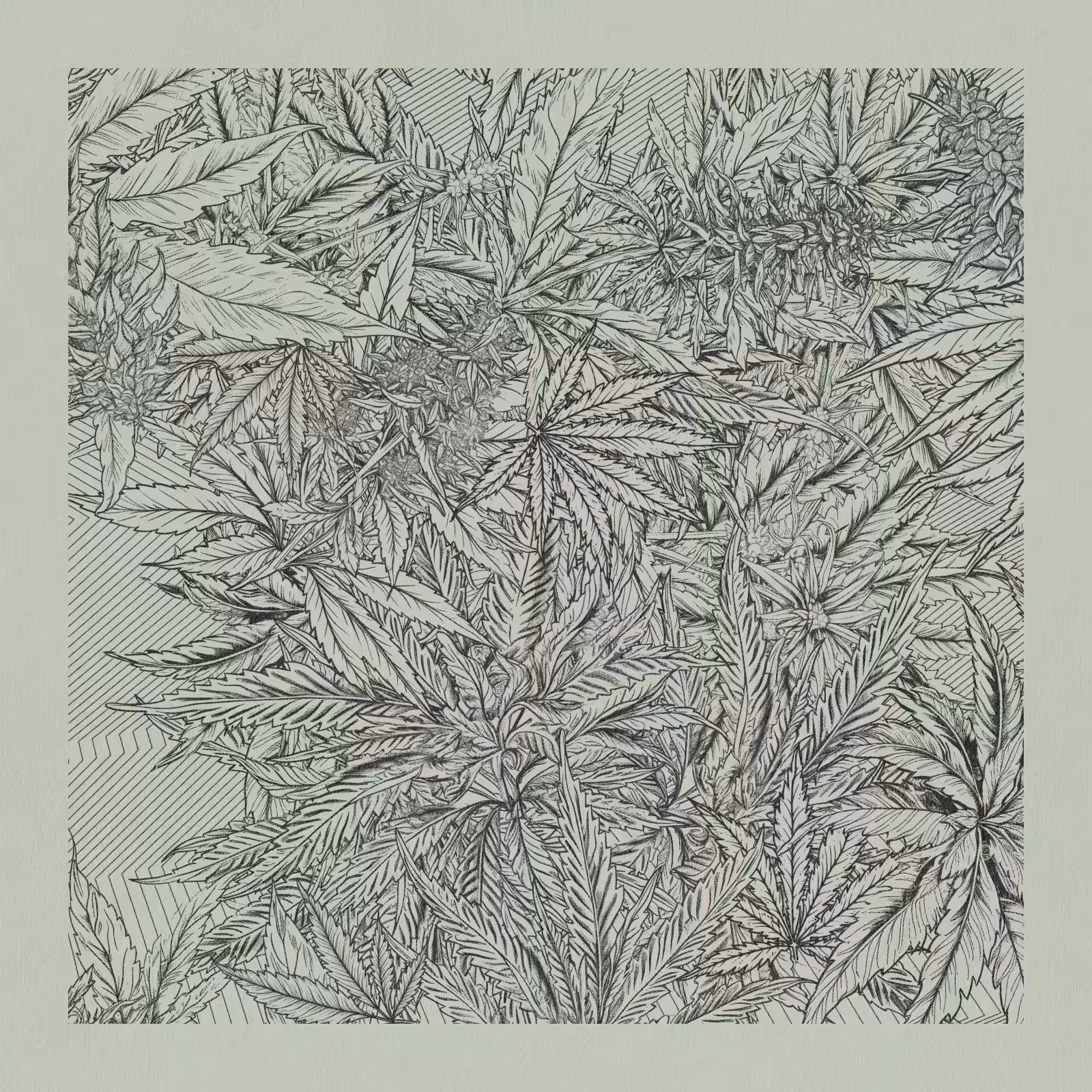 zancannabis #19