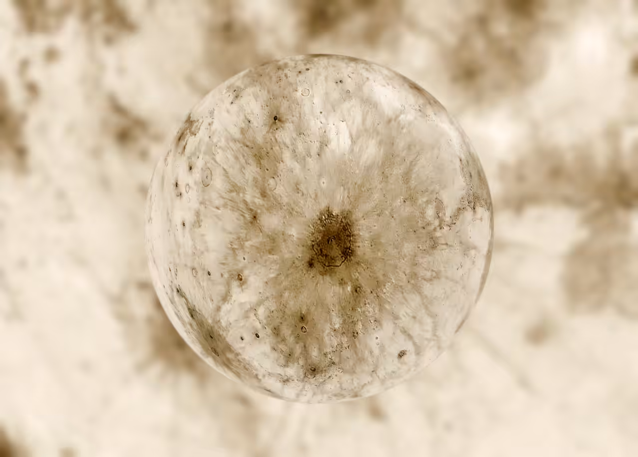 Astro Globes: Copernicus