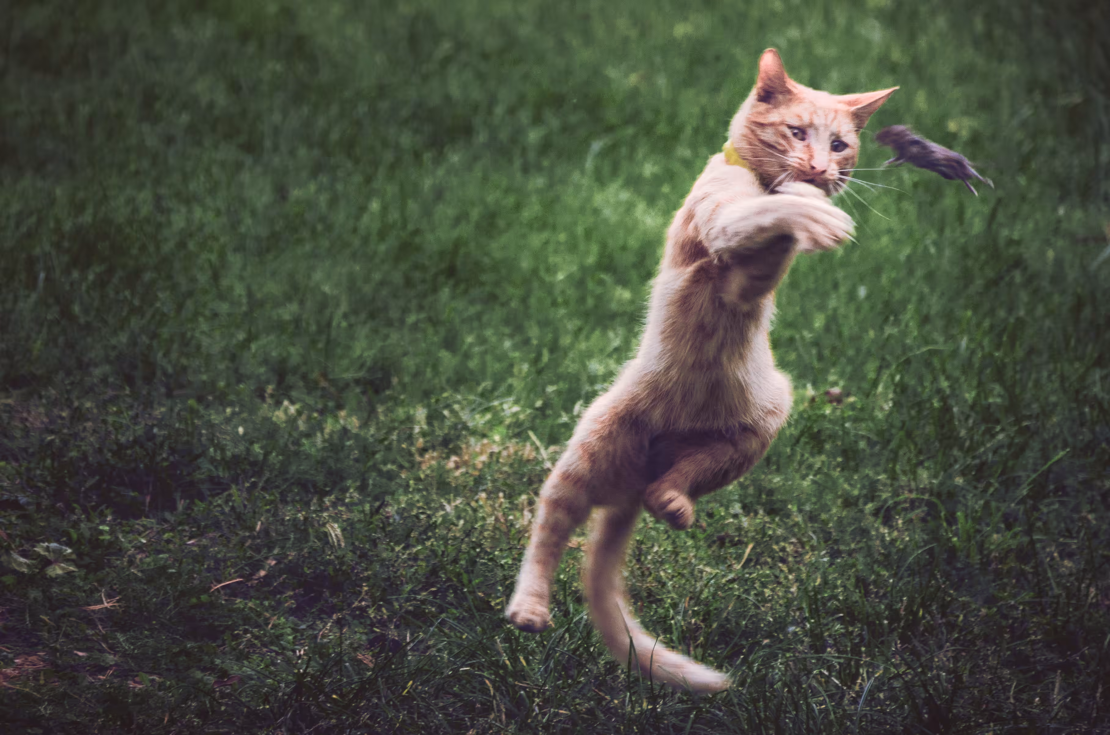 Ginger cat