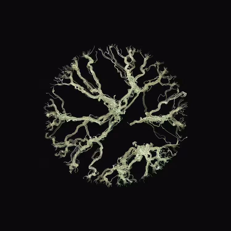 Ginseng #66