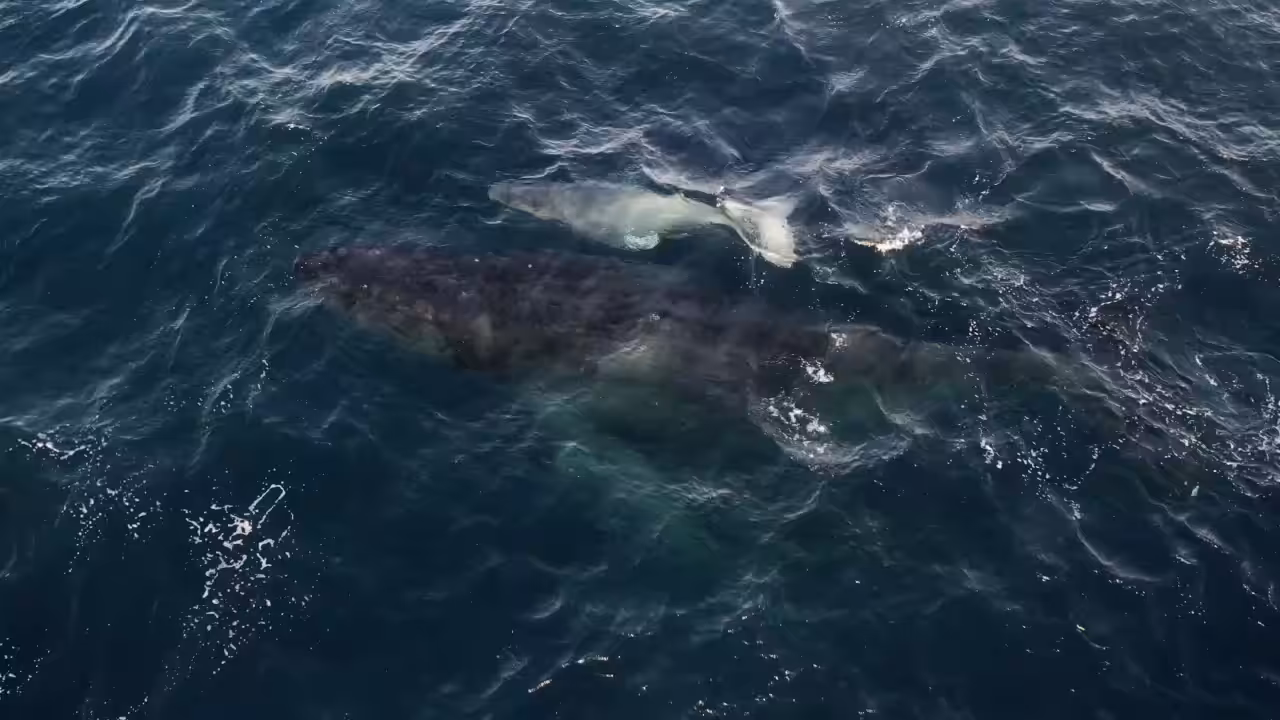 1/1 White Whale 