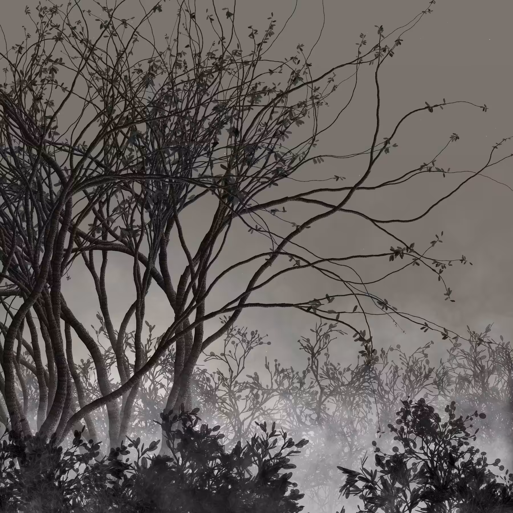 Morning Mist #267