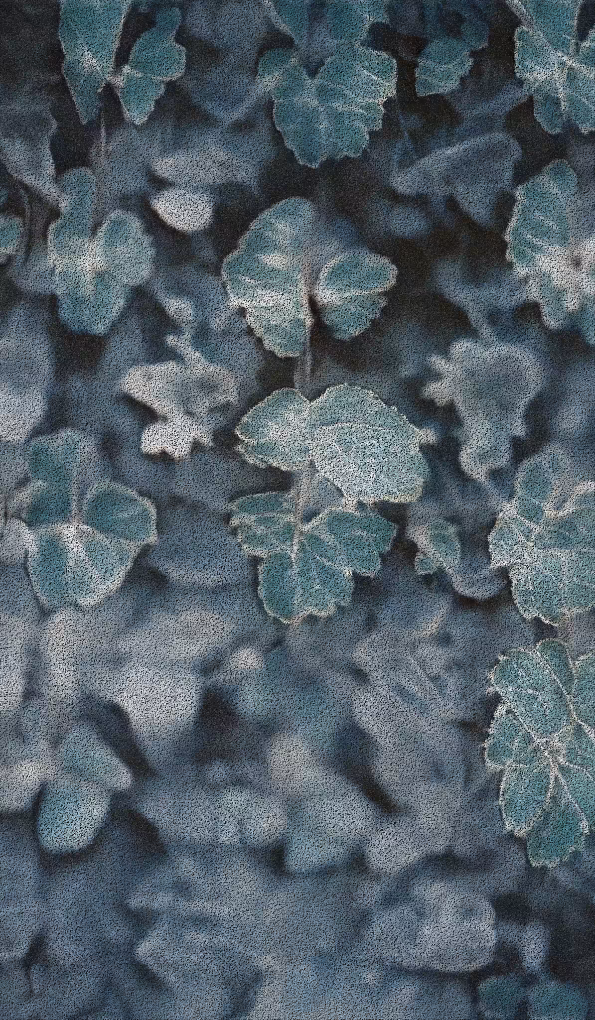 APPARATUS-VITIS: Apparatus Vitis #51