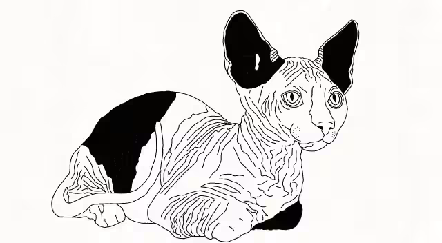Cat Eyes - Black and White Collection #06 - Mohzah Nascimento