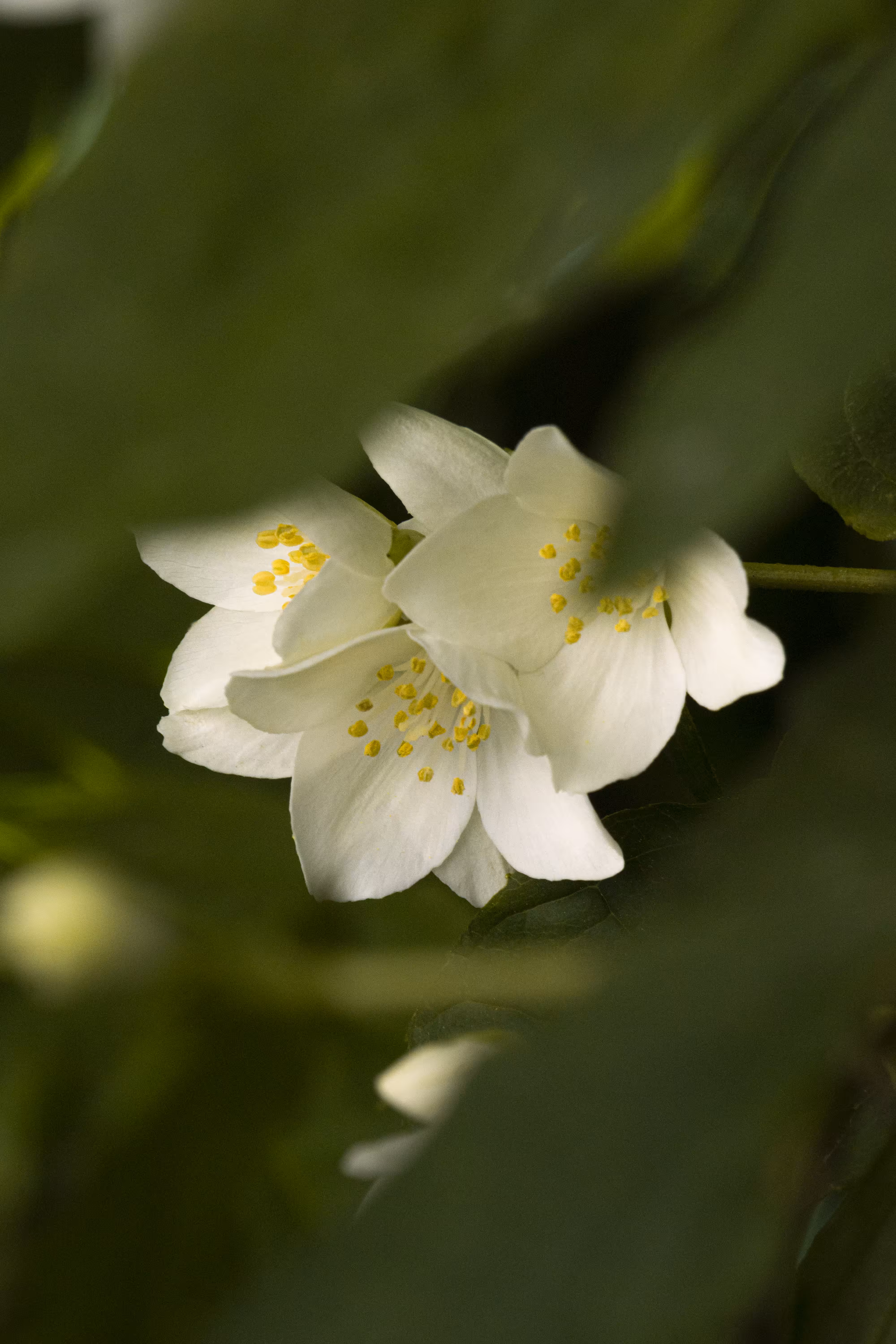 Bloom in Shadows