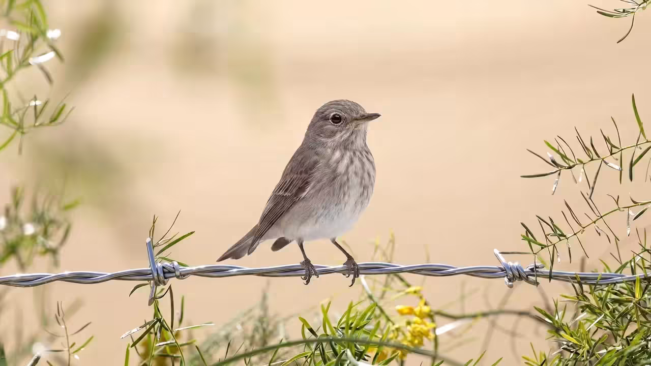 Birds Observations: Mizzle, In the Tangle