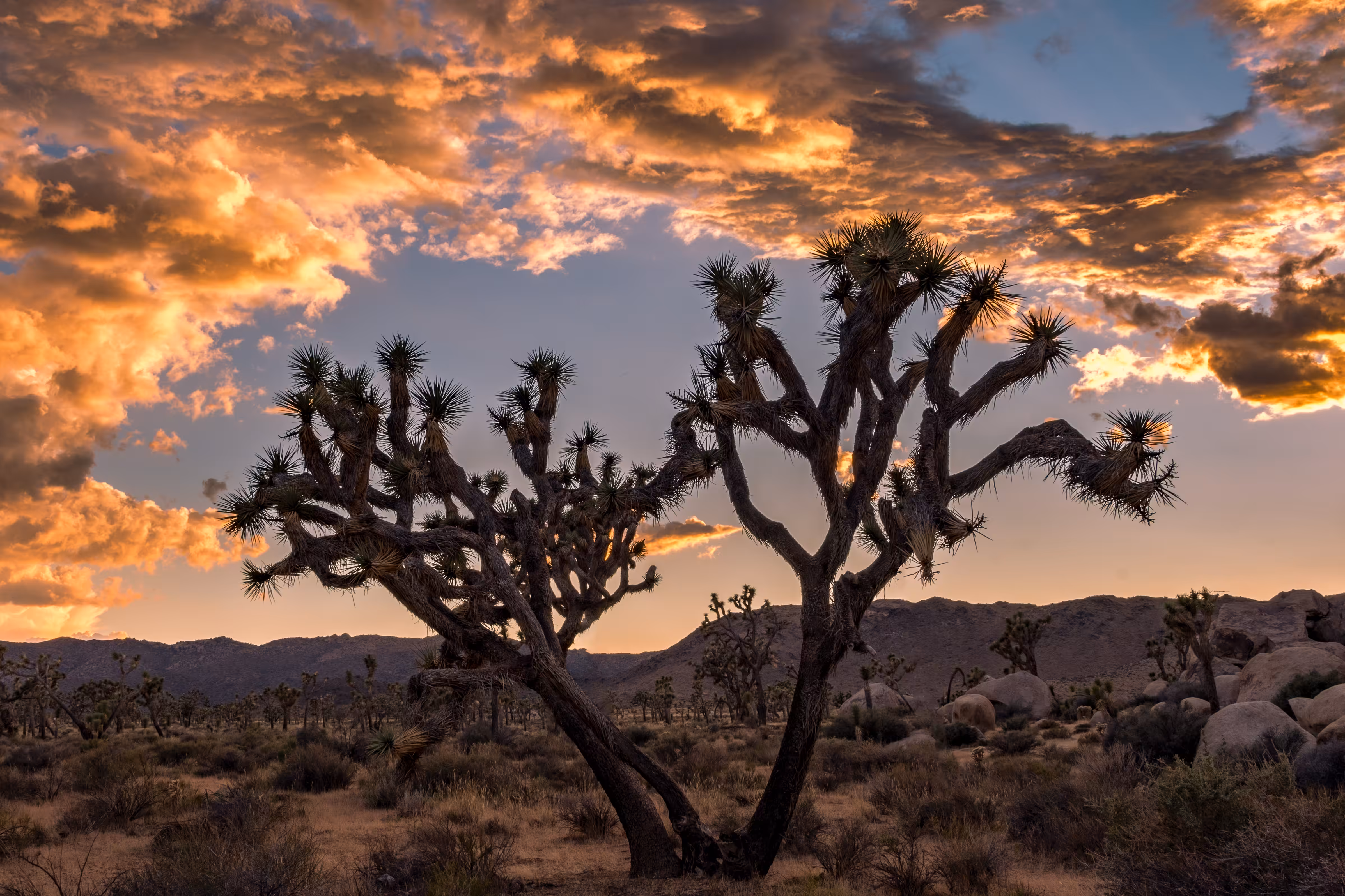 Sunset Over Joshua Trees