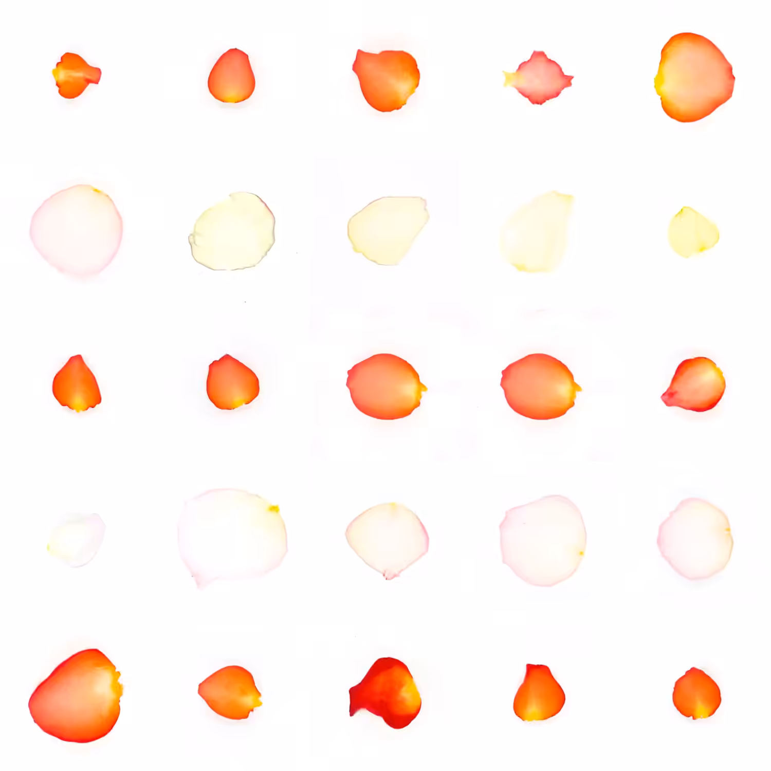 Infinite Petals 5x5#20406