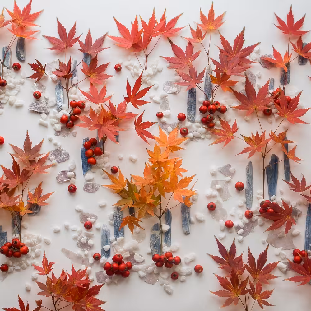 Autumn Forest