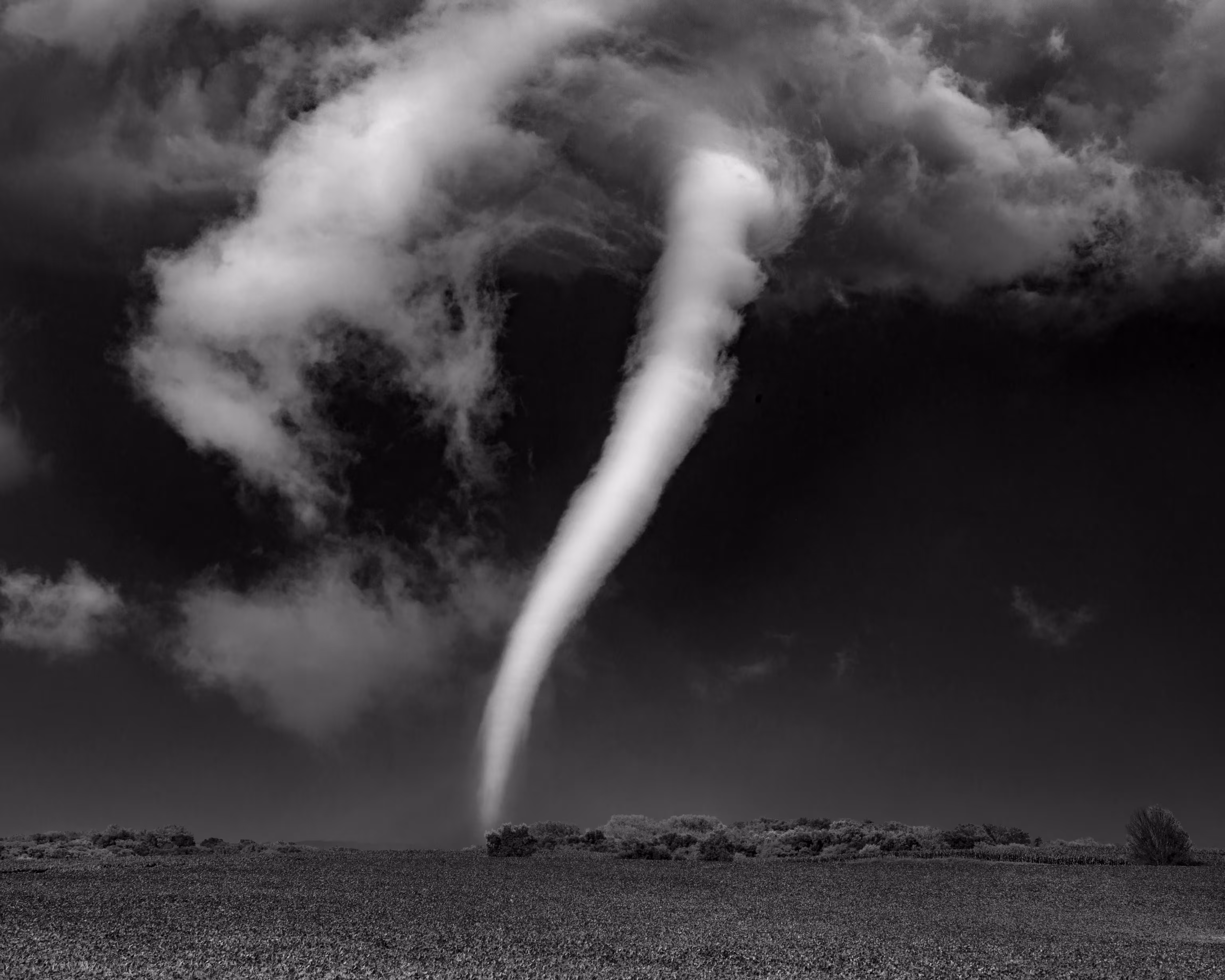 Twisted Beauty