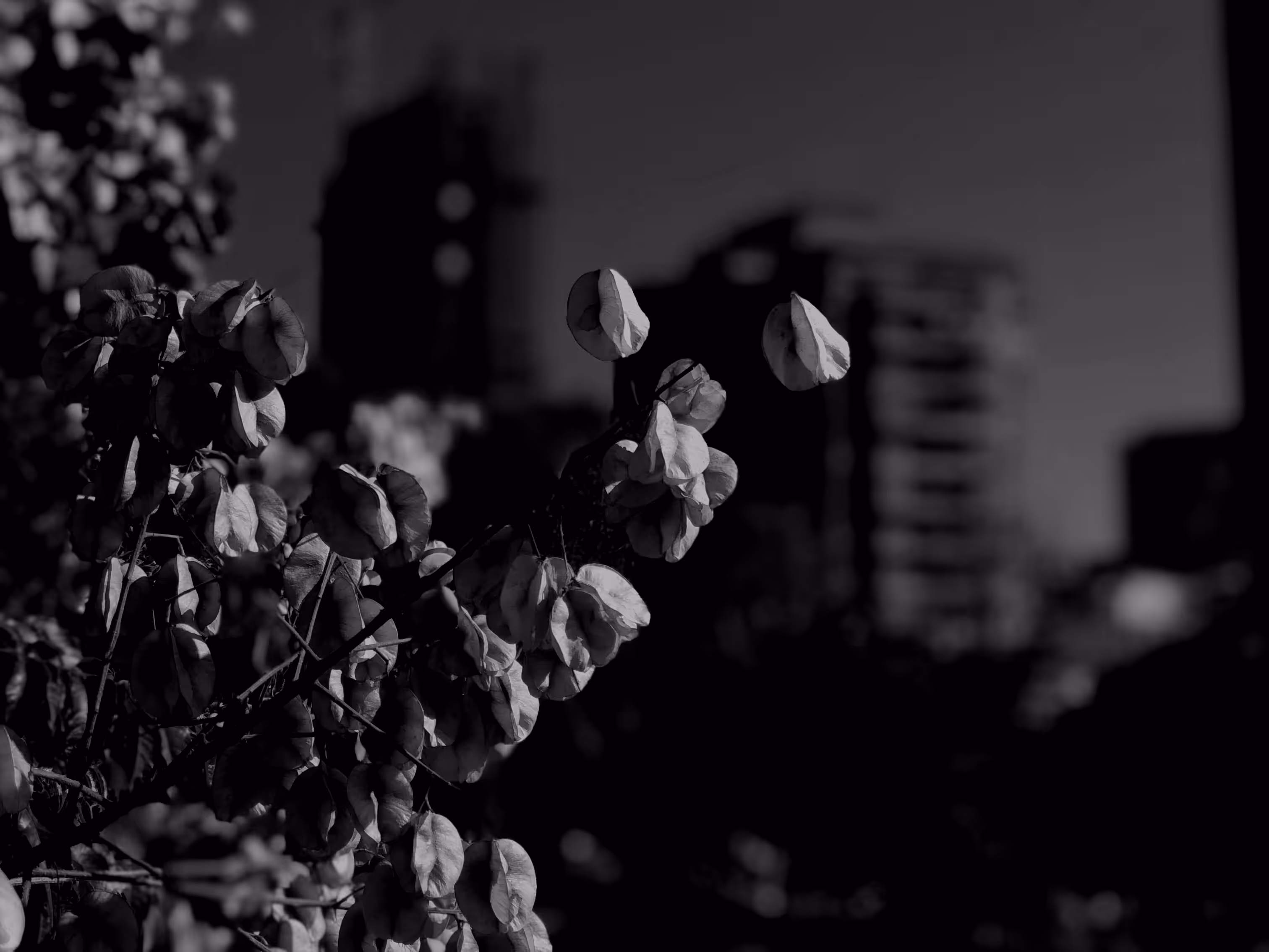 nature(mido) #13