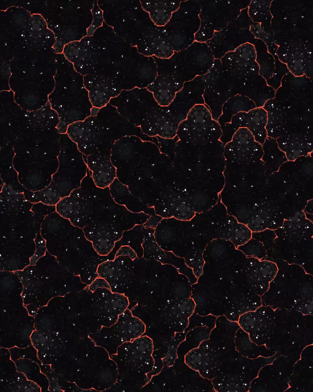 A View of the Brain from Below