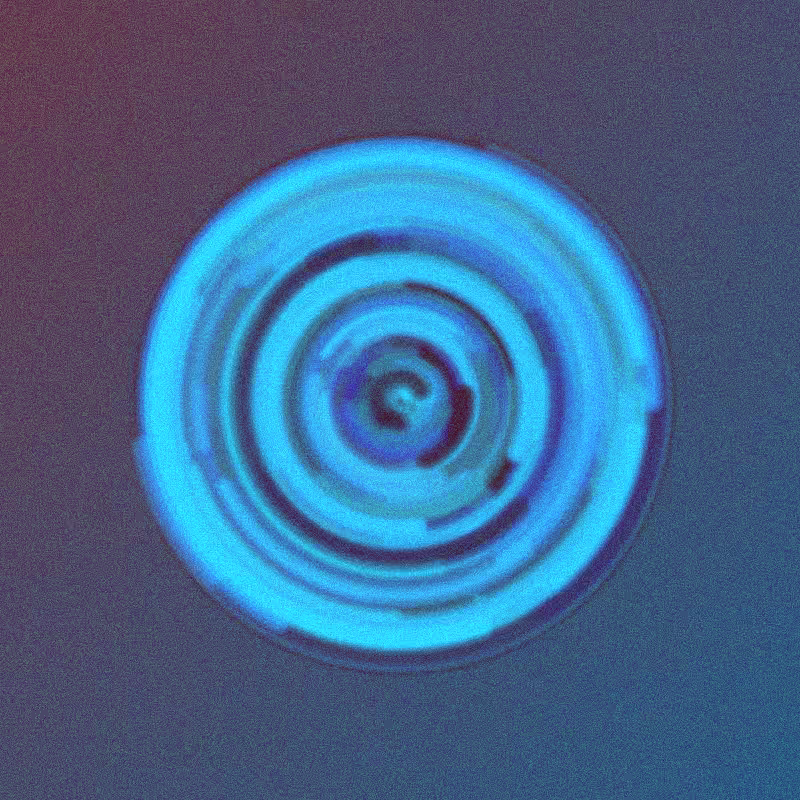 Wisp