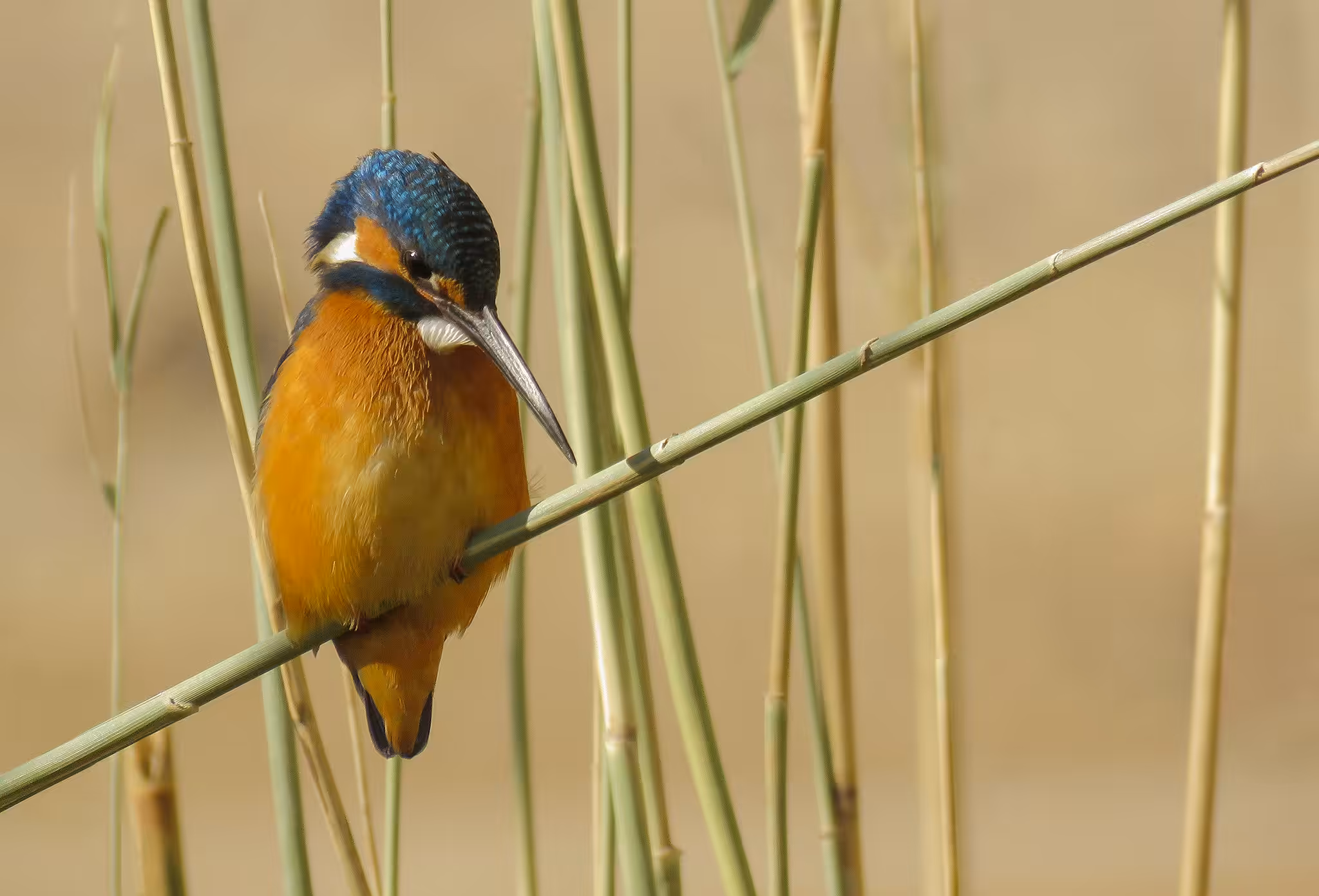 Common Kingfisher