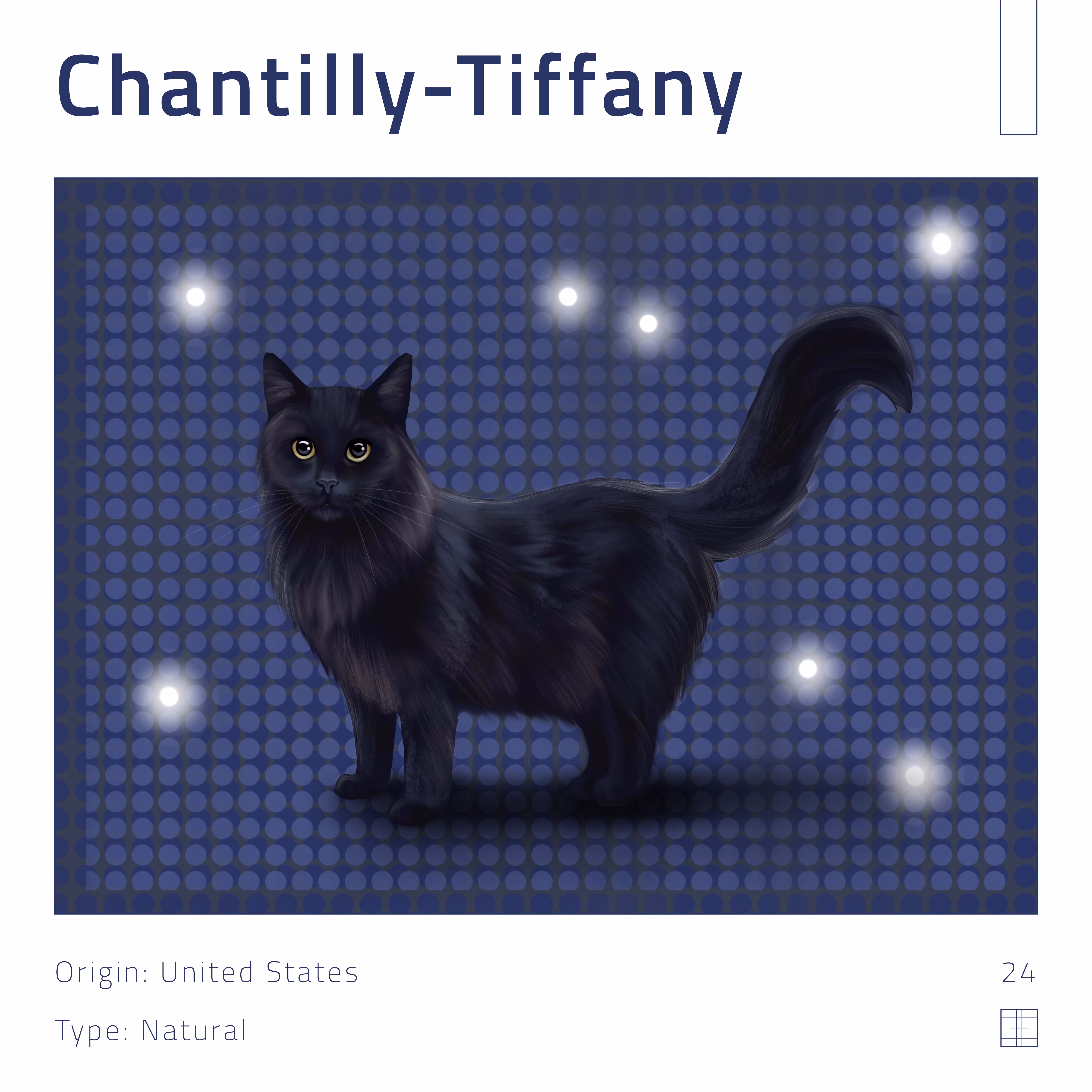 24 – Chantilly-Tiffany cat
