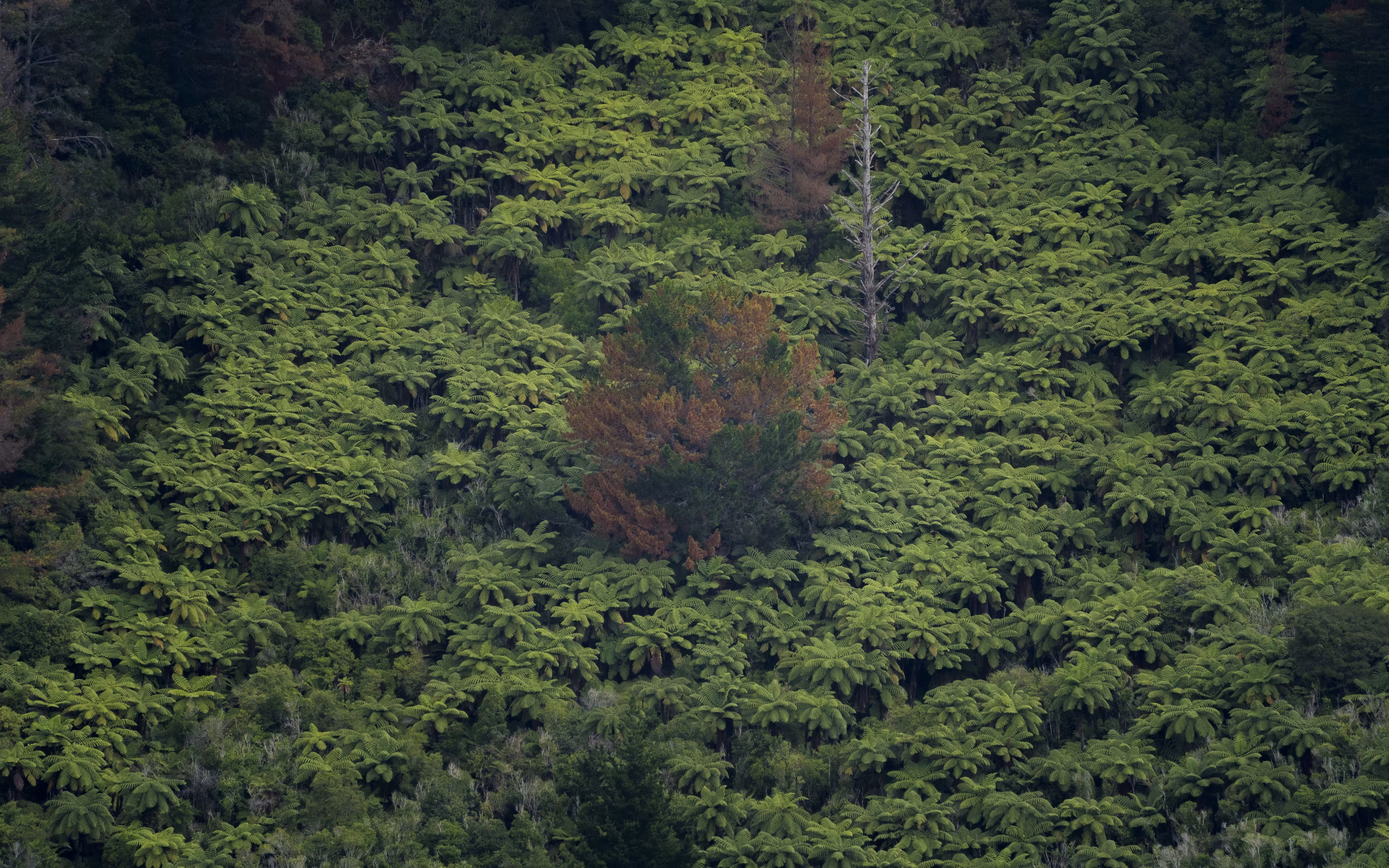 Rise of the Ferns