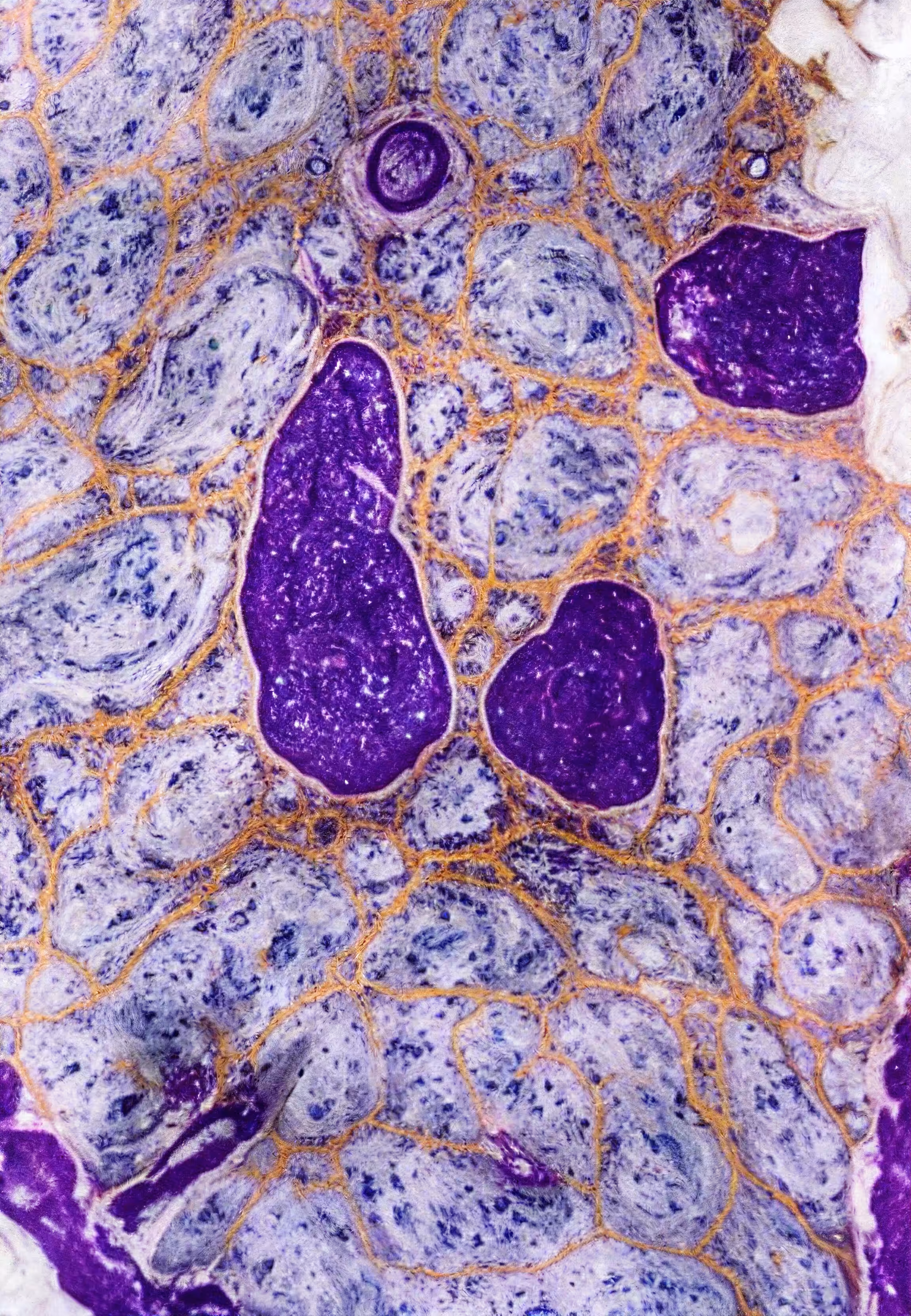 Histologia In Silico #251