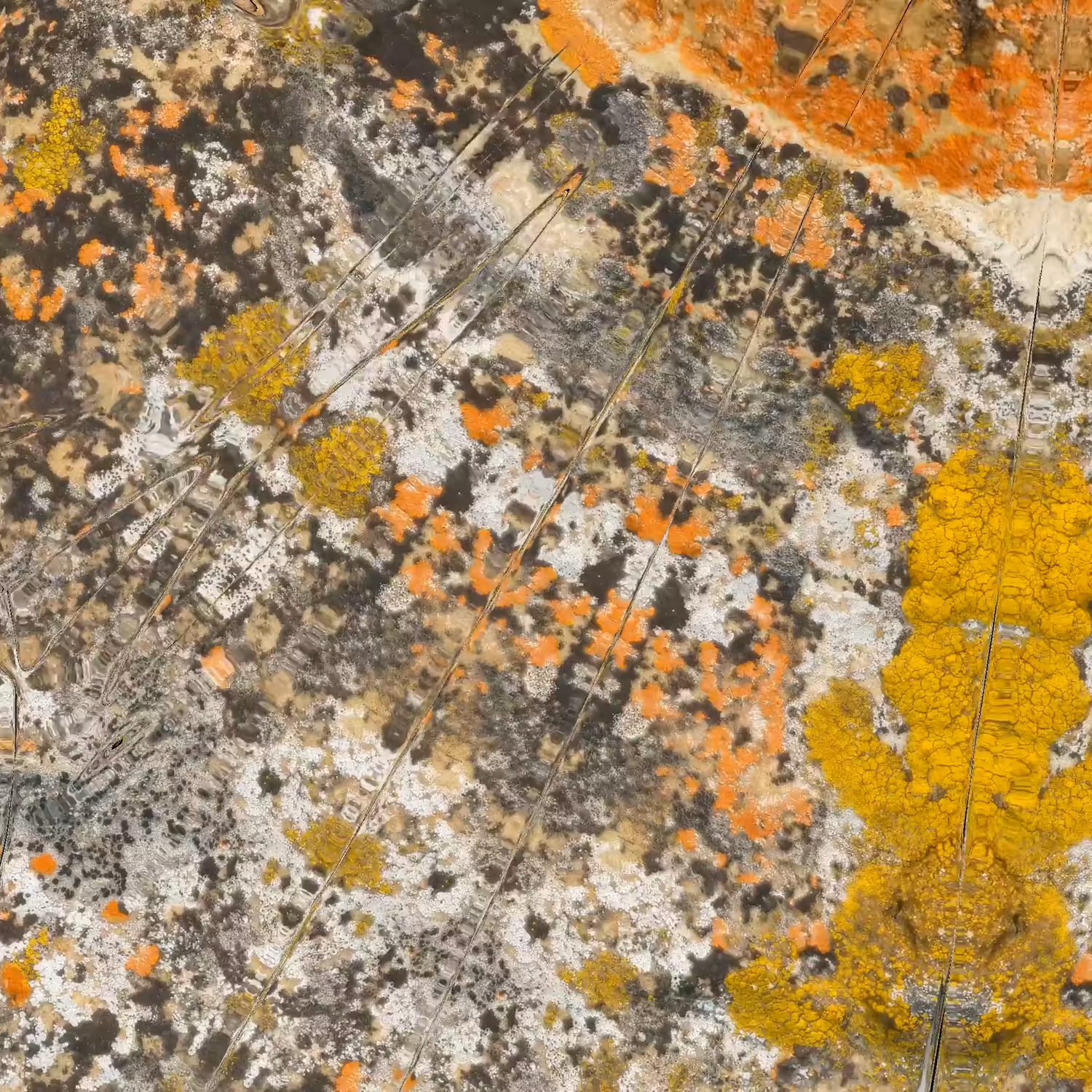 Textilographic Rock and Lichen, Yellowstone, #2