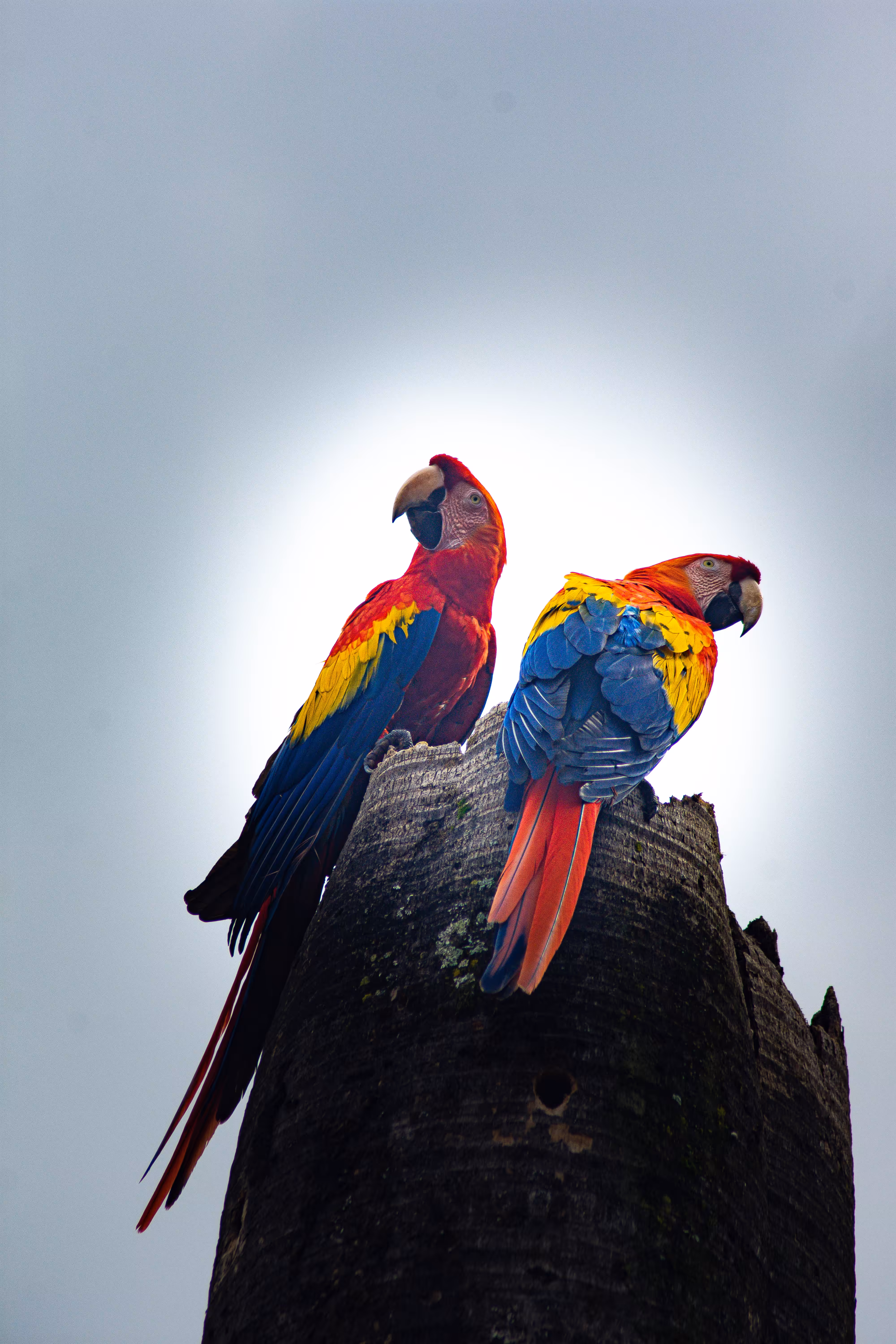 Guacamayas GCYA