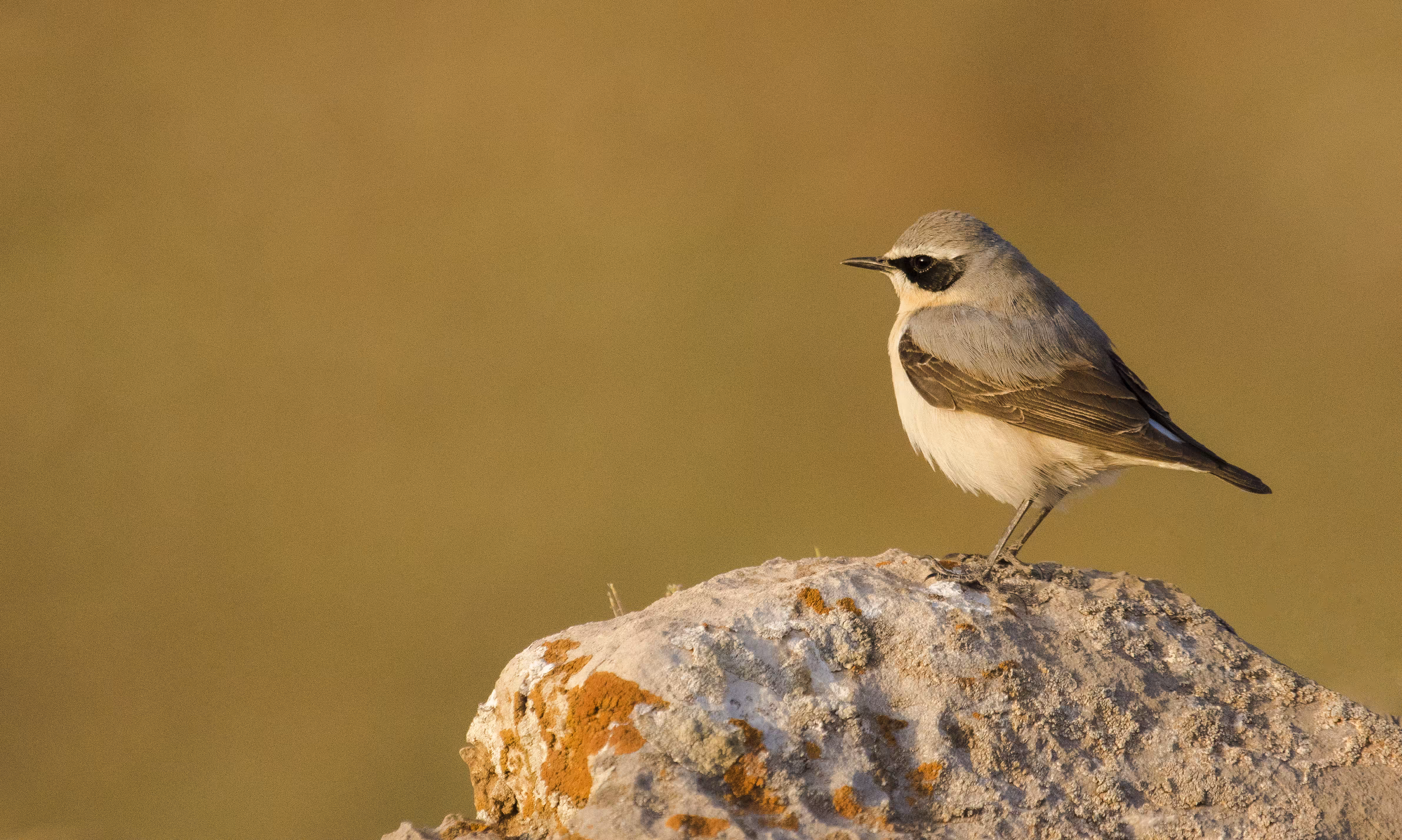 The Happy Valley: Little bird