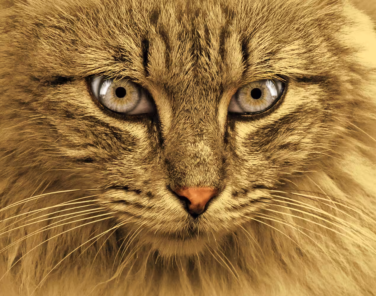 Collection Of Eyes 2