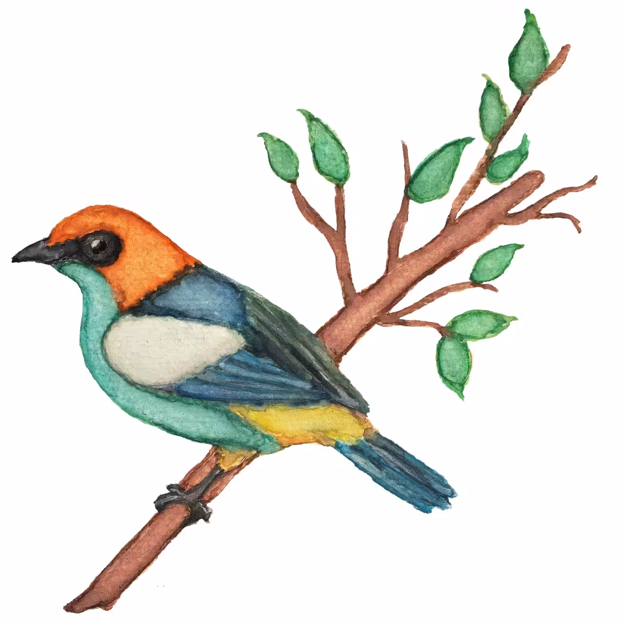 Saíra Sapucaia (tangara peruviana)