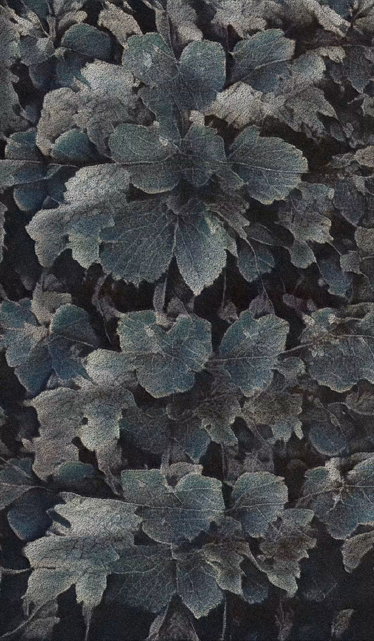 APPARATUS-VITIS: Apparatus Vitis #28