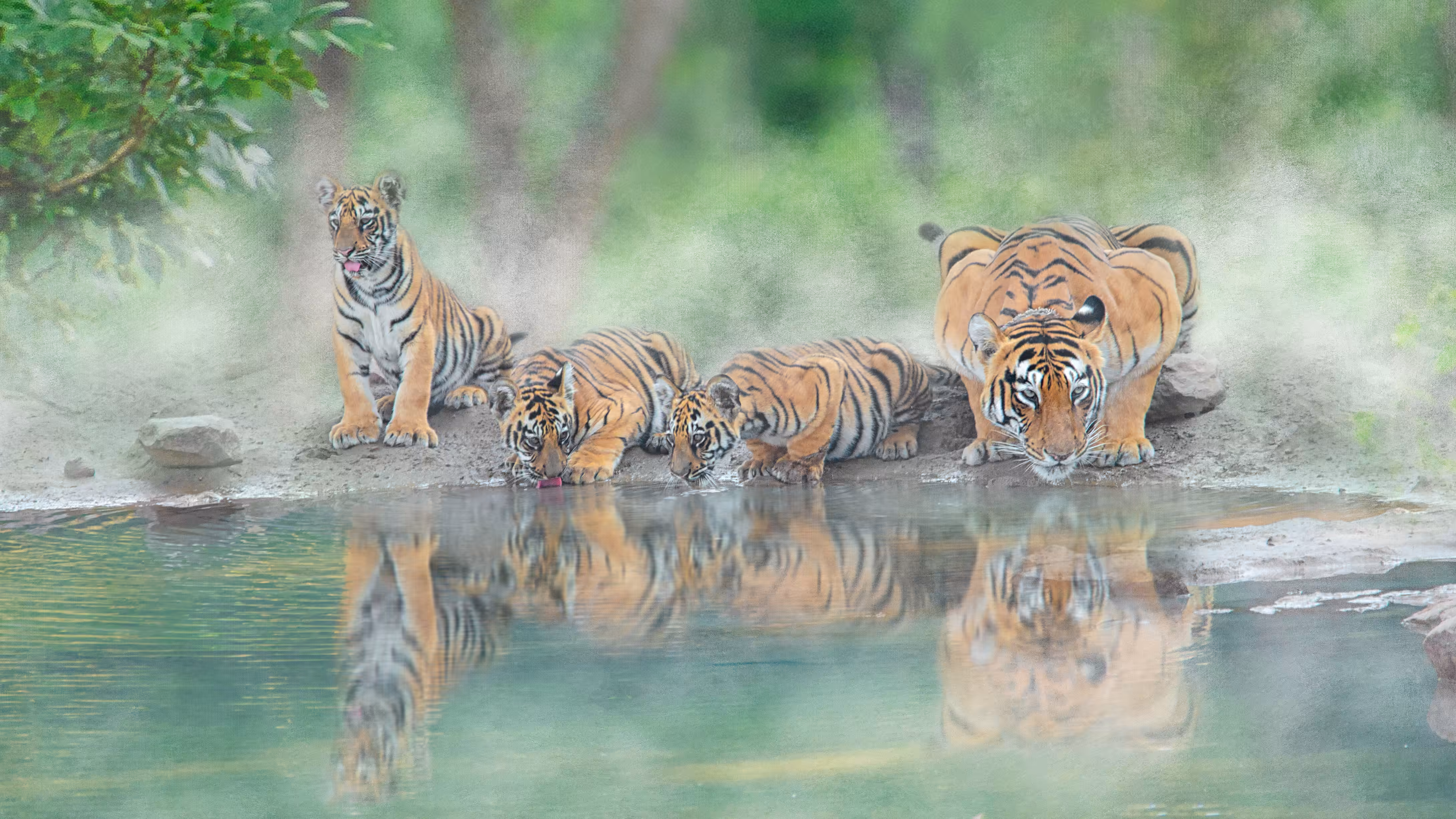 Tiger & her 3 Playful Cubs